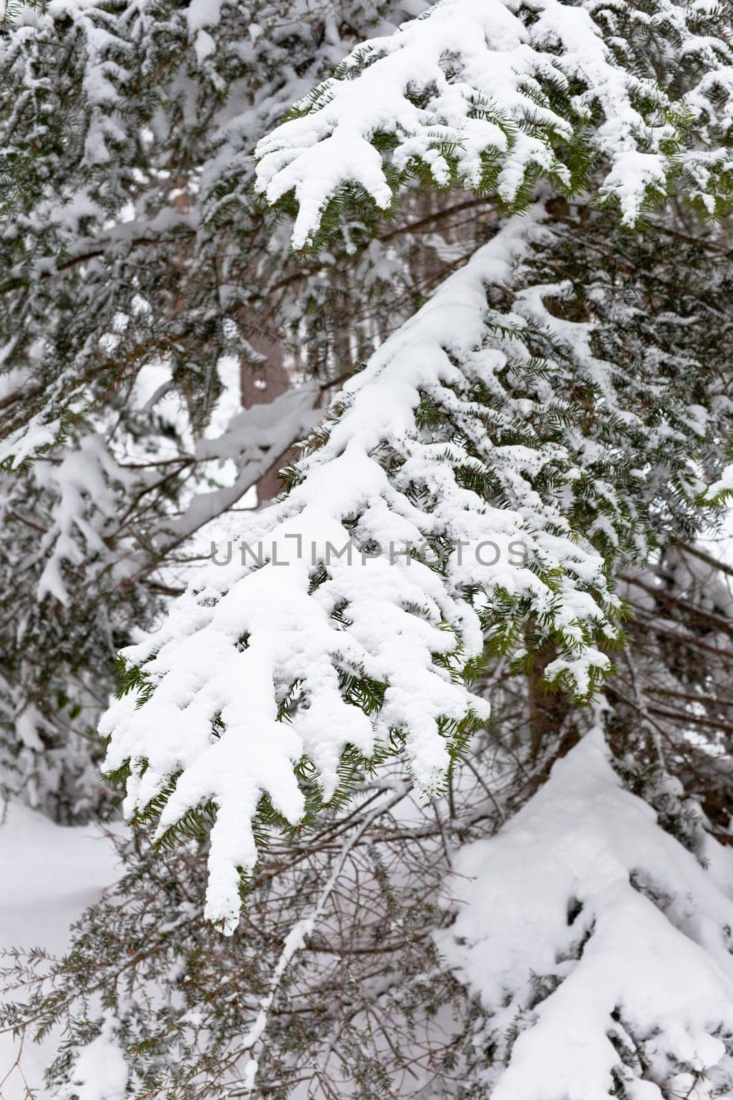 Snowy Fir-tree branches in the woods. Winter vertical shot