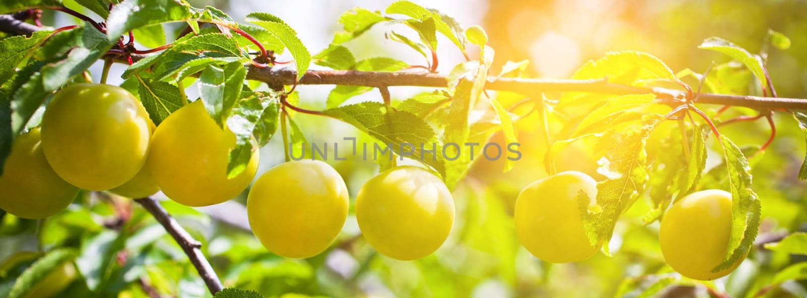Ripe yellow plum tree branches in bright sunshine light. Long wide banner