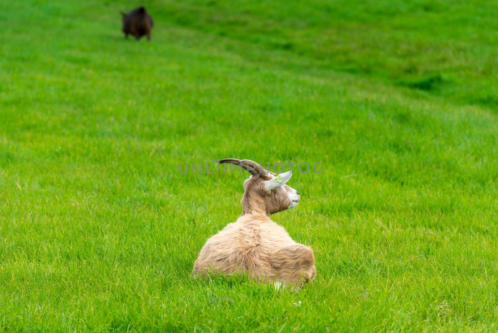 one broun goat eating of green grass at farm