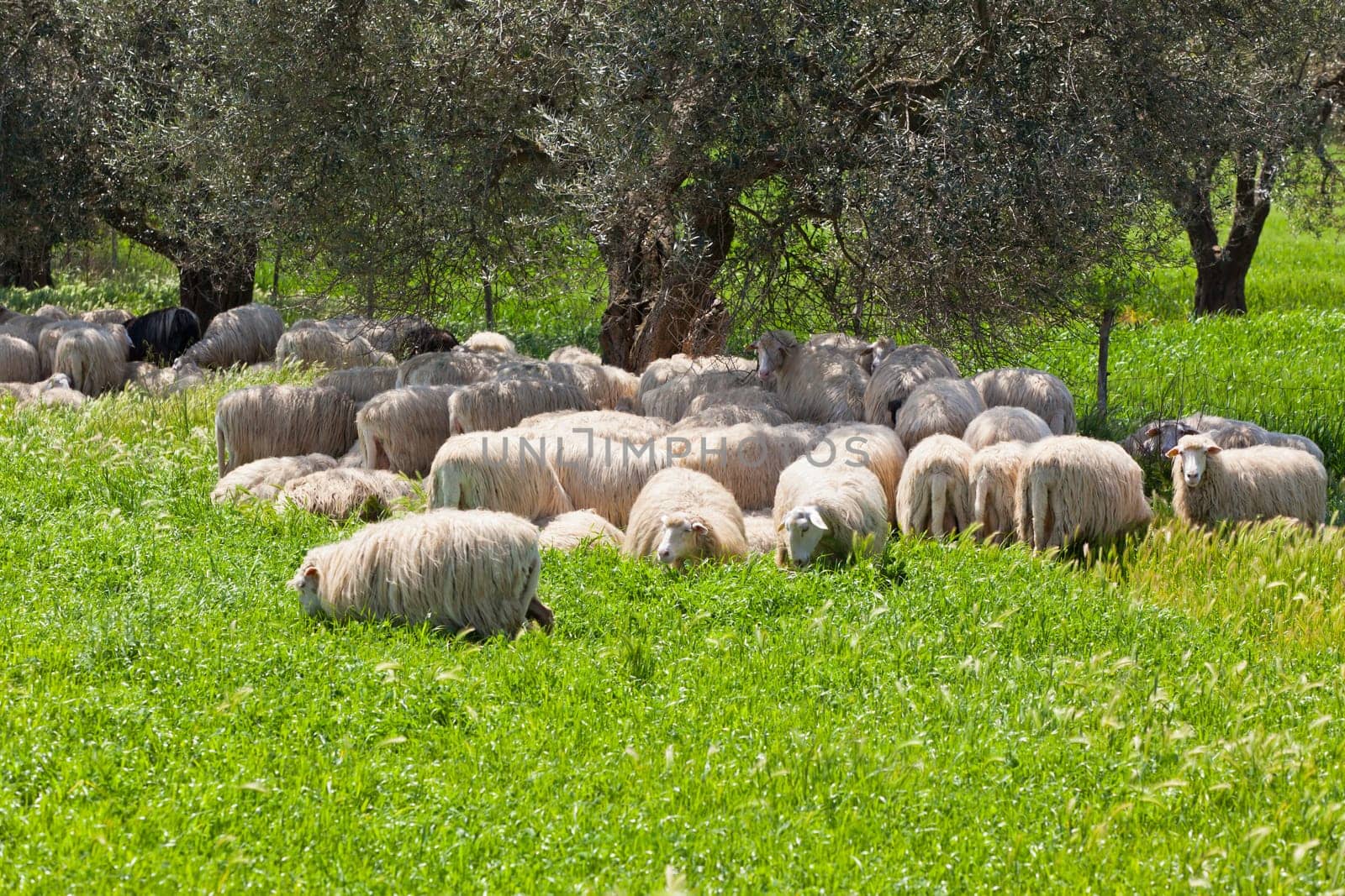 Long-haired sheep herd resting in the olive tree shadow in sunny summer day