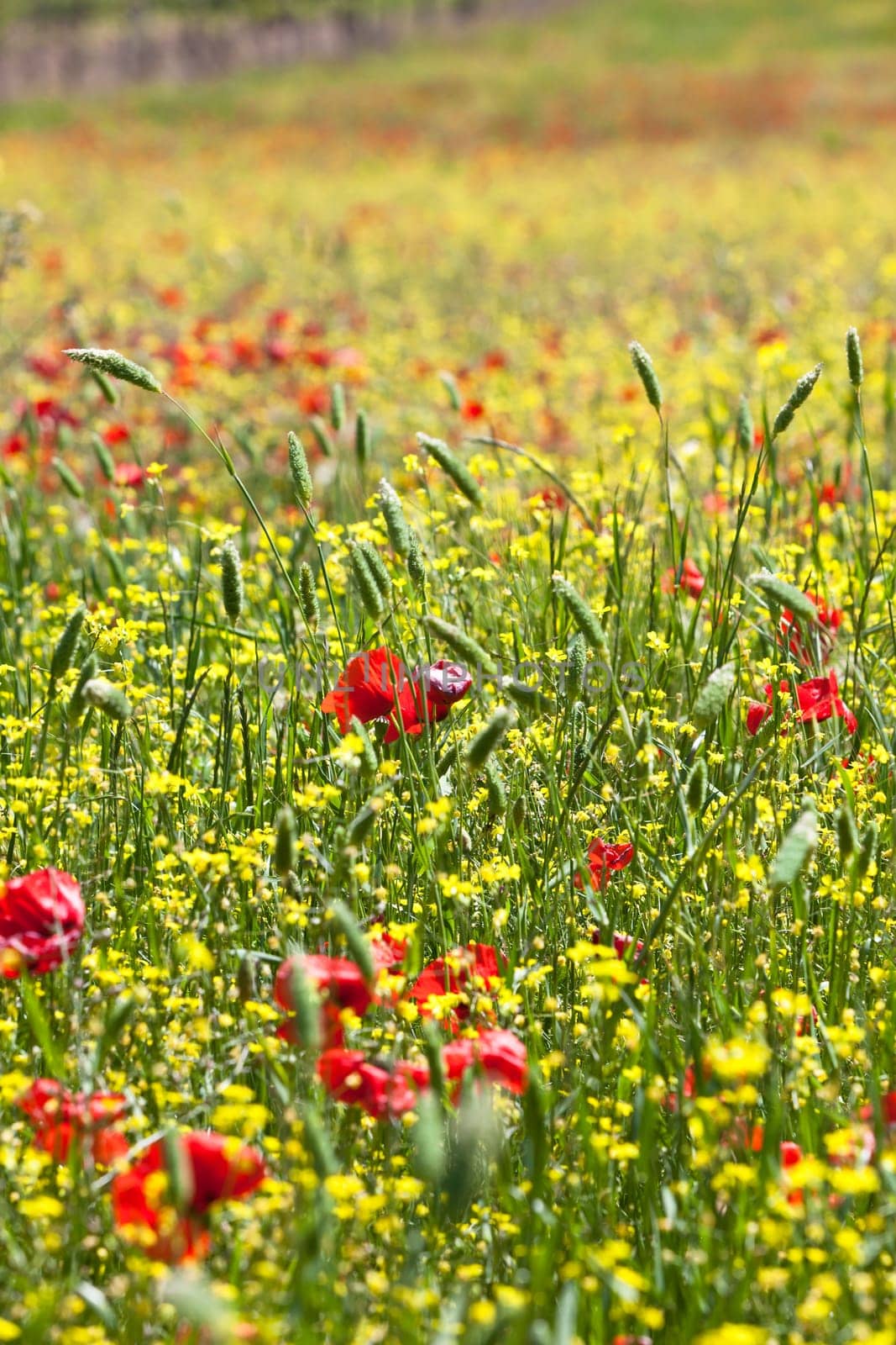 Cereal and poppies meadow in sunny day. Small GRIP