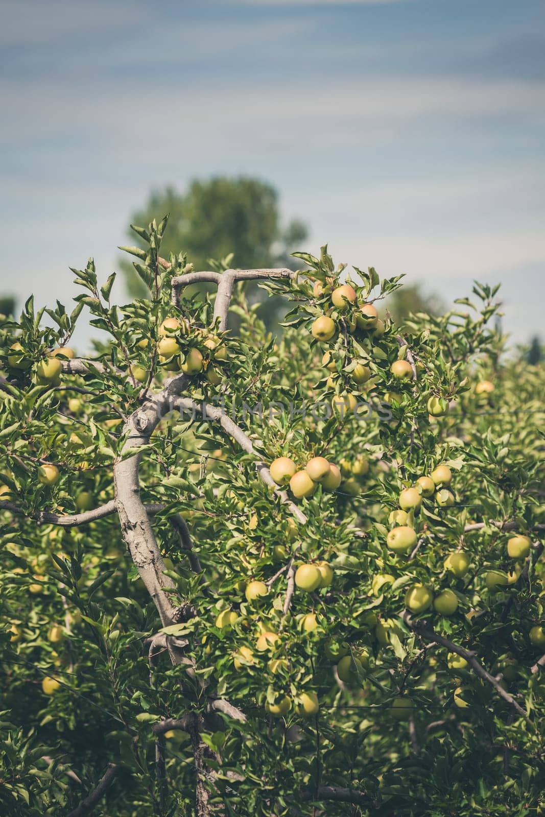 Apple orchard full of riped green fruits at sunny summer day