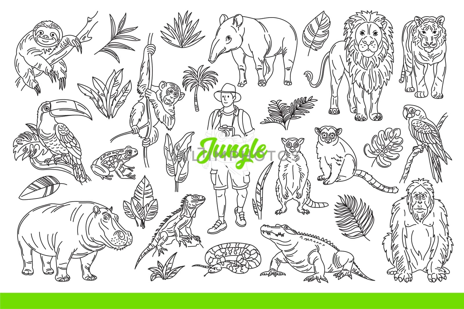 Wildlife of tropical jungle with animals and plants, or man traveling through rainforest. Inscription jungle among exotic flora and dangerous fauna from southern islands. Hand drawn.