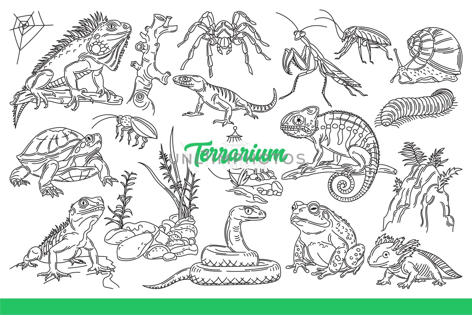 Inhabitants of terrarium with snakes and lizards or reptiles crawling along tree branches. Inscription terrarium near turtle and dangerous spiders or grasshoppers from zoo shop. Hand drawn.
