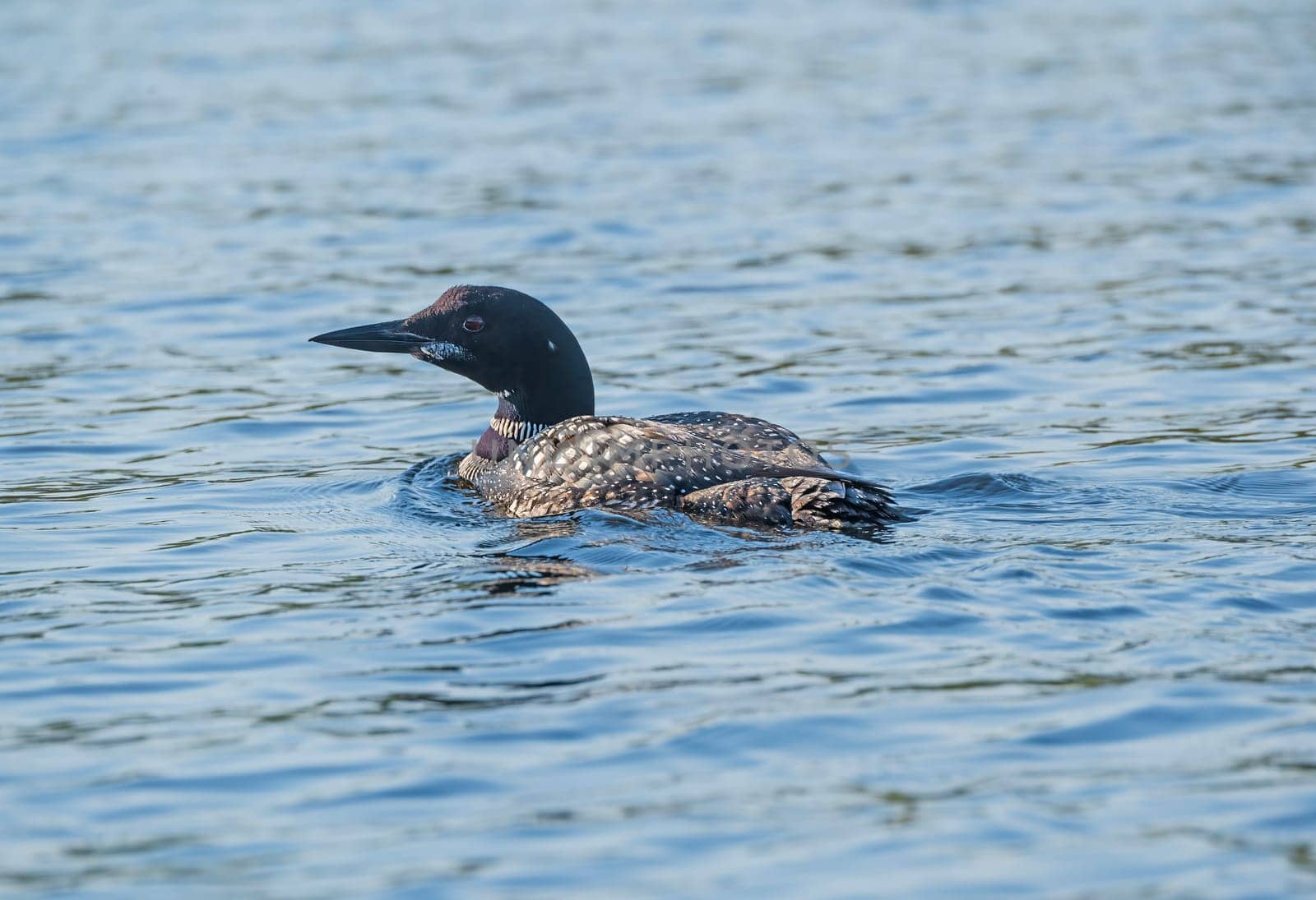 Loon Swimming in a Wilderness Lake in EEast Bearskin Lake in the Boundary Waters in Minnesota