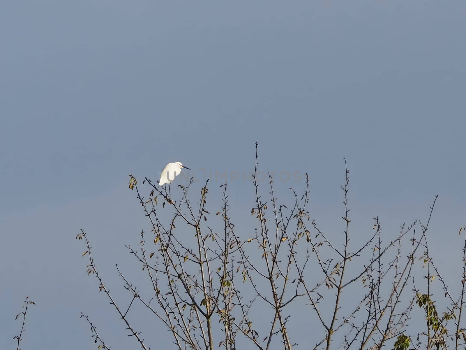 white egret heron on a tree, scientific classification Egretta of animal class birds
