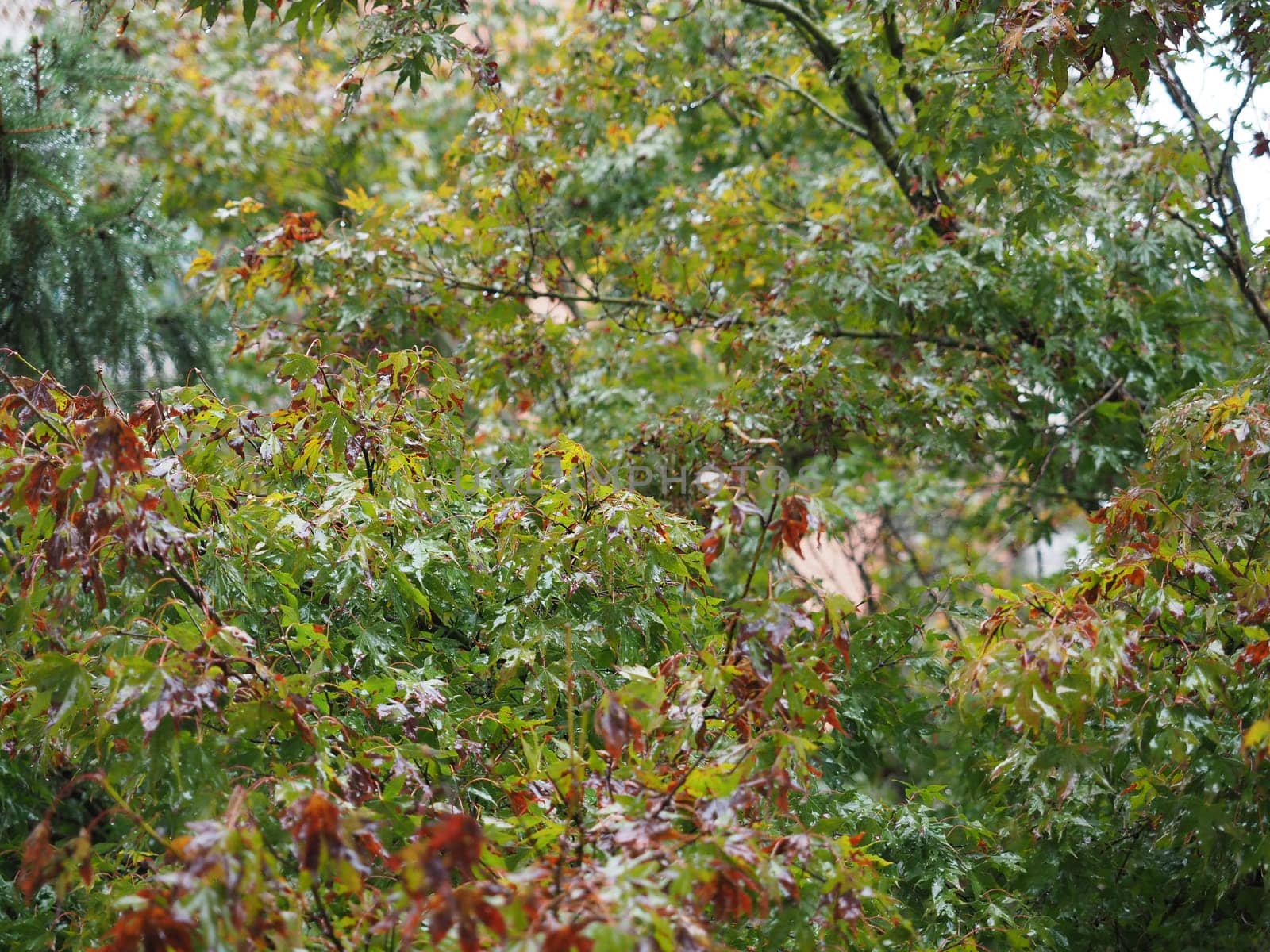 wet tree leaves in rainy day in autumn useful as a background
