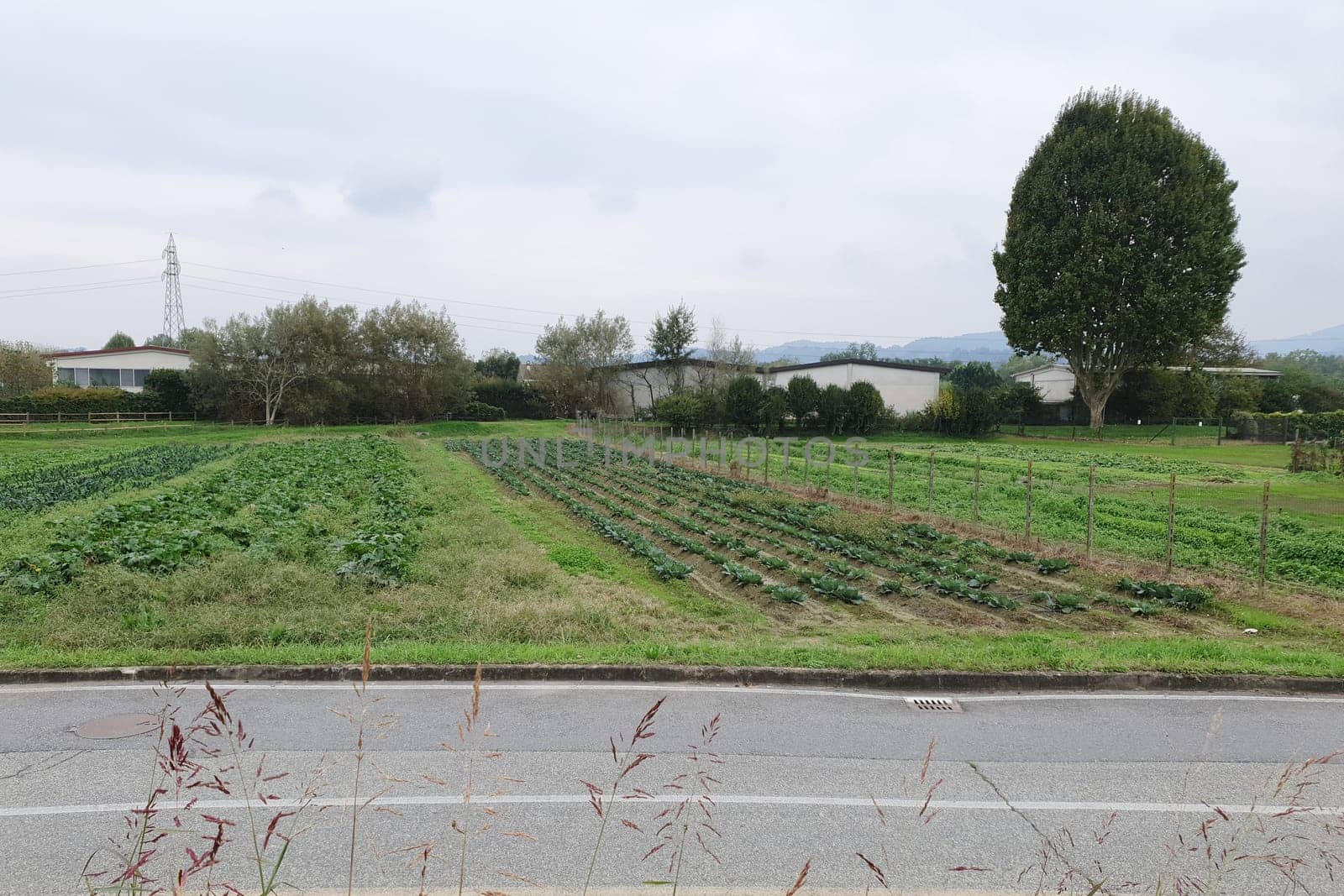 field of vegetables including cables and zucchini
