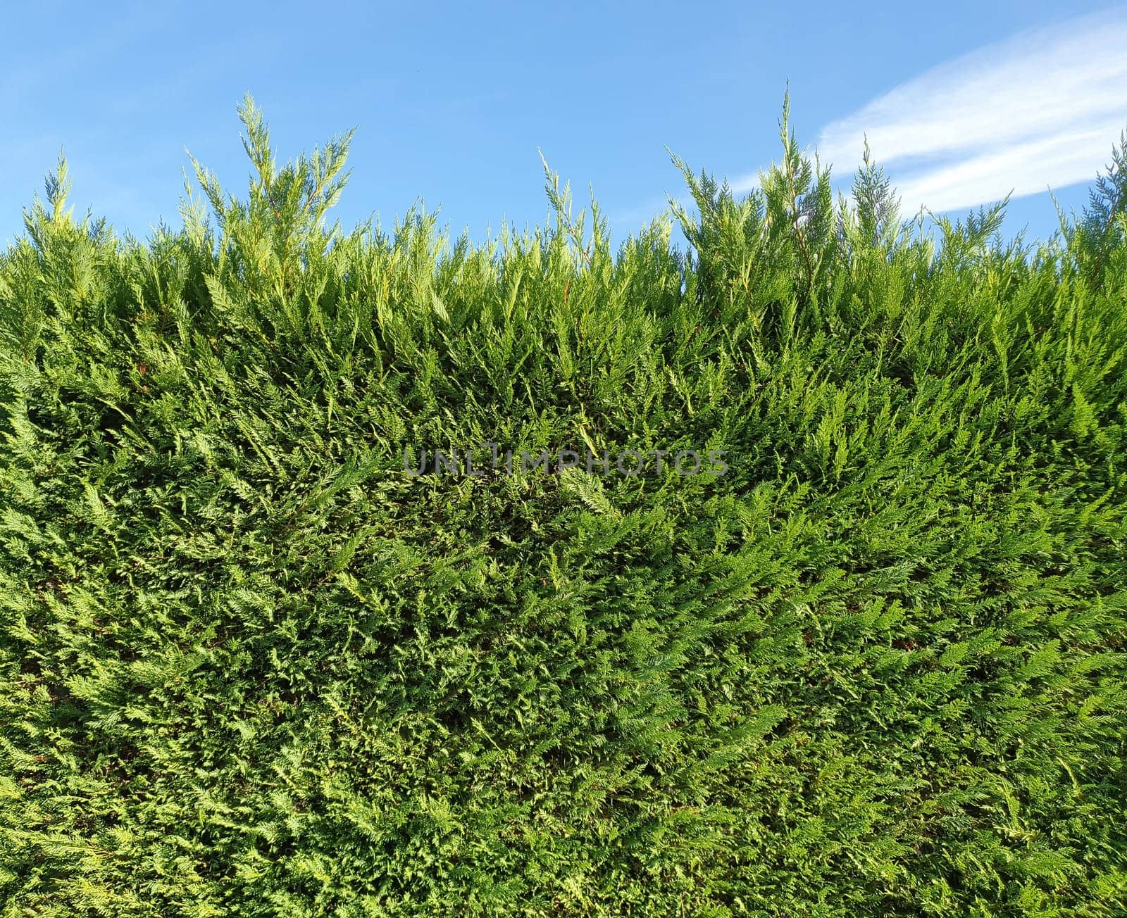 green hedgerow wall useful as a background