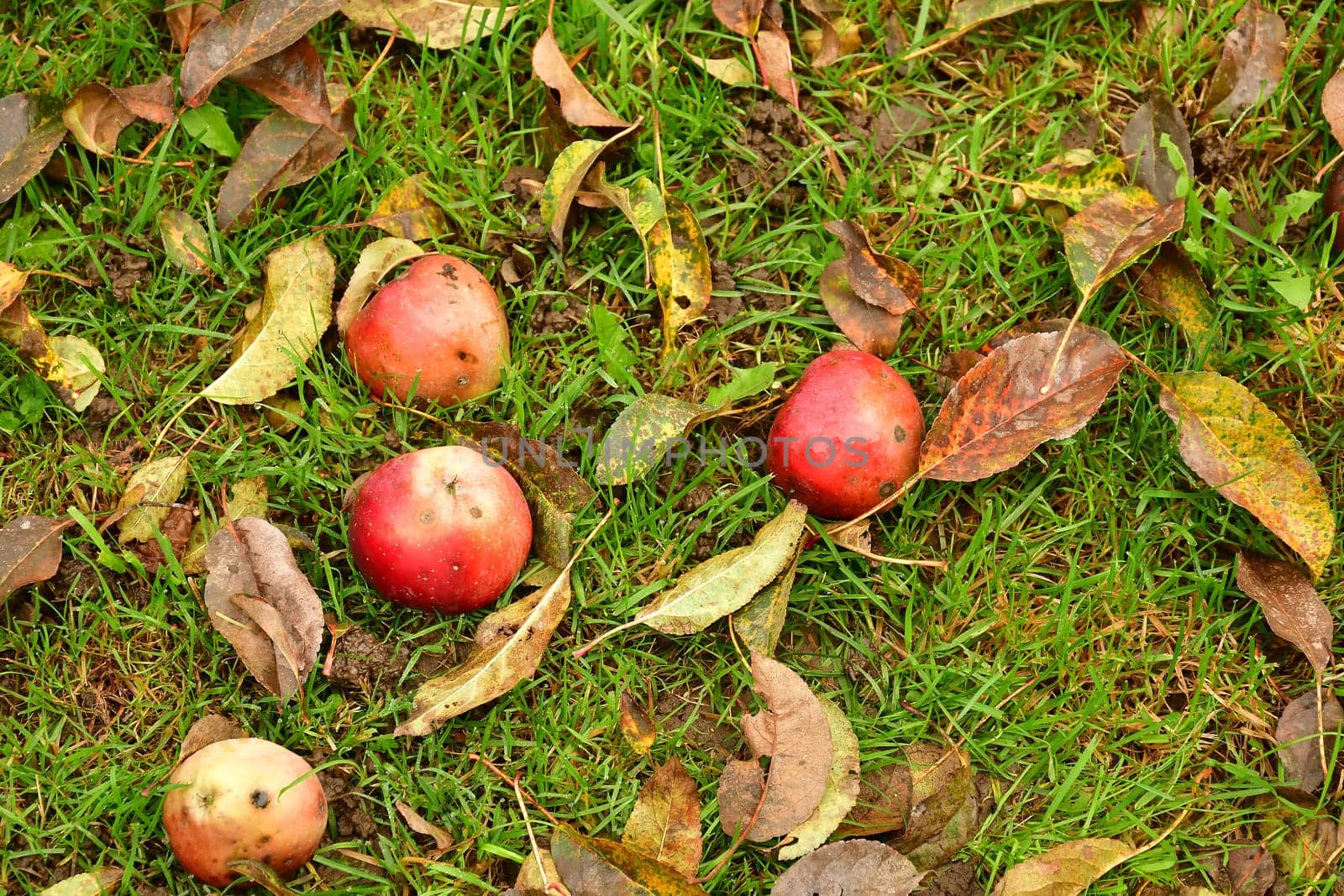fallen apples with fallen leaves in autumn in a meadow