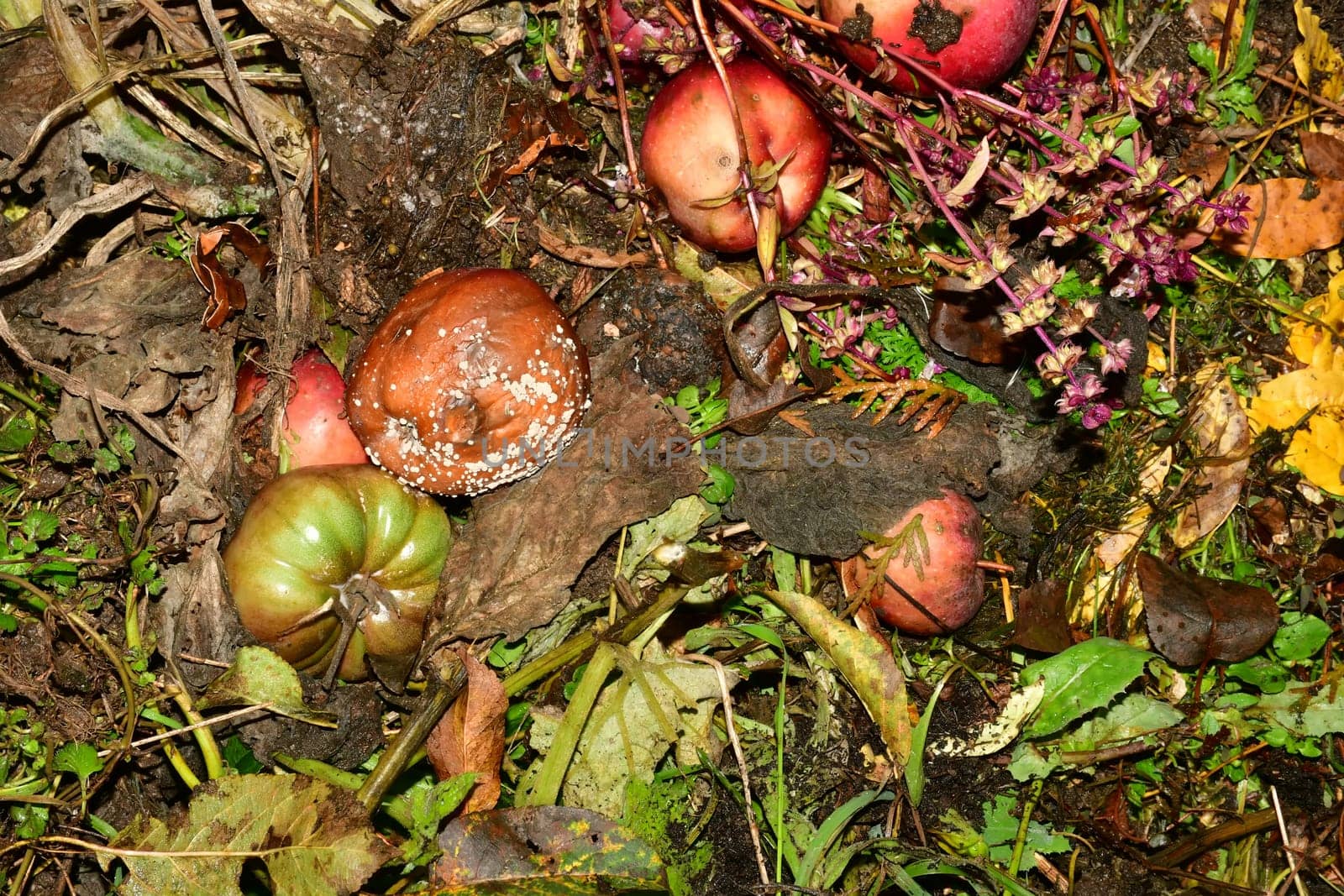 compost container with organic waste