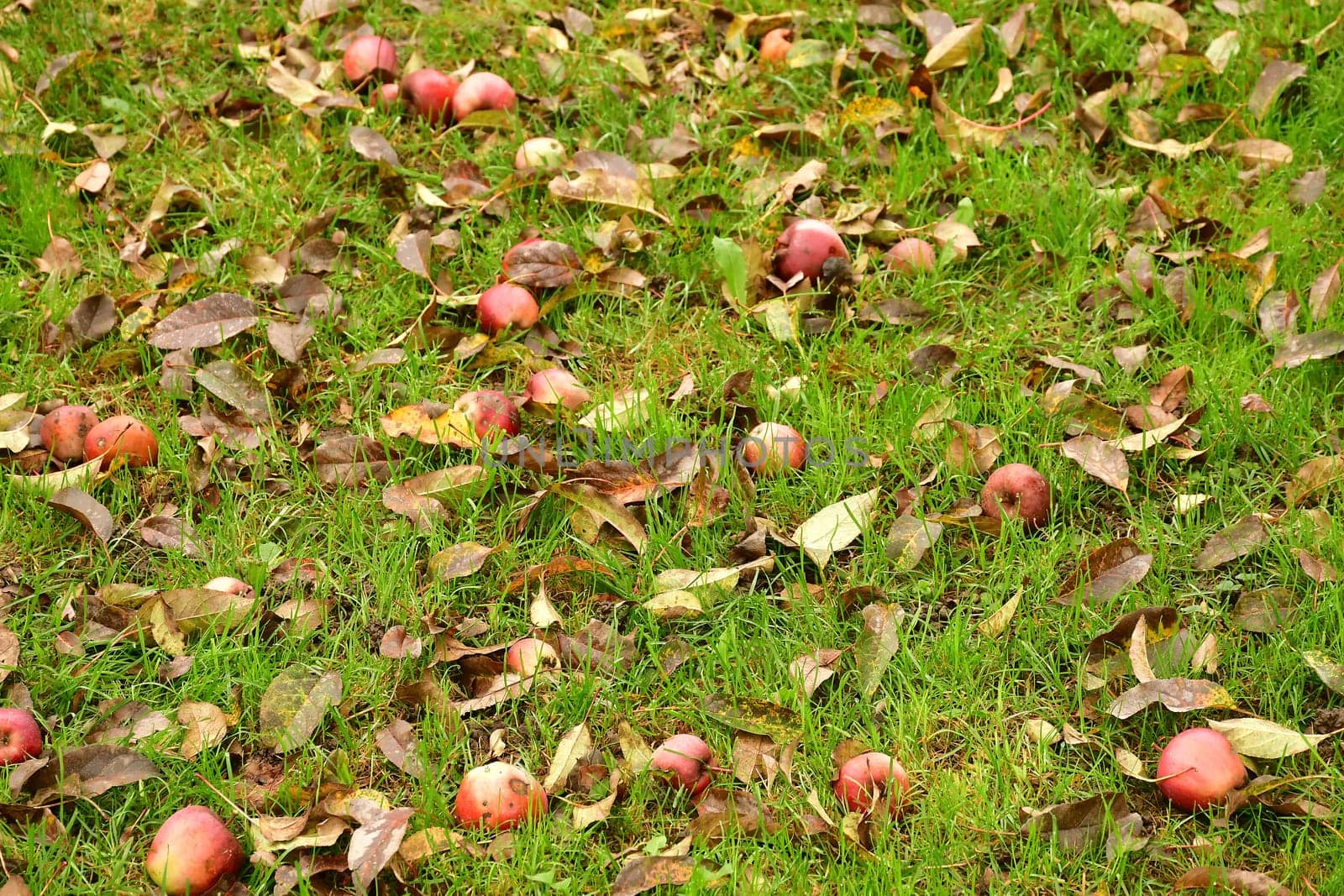 fallen apples with fallen leaves in autumn in a meadow