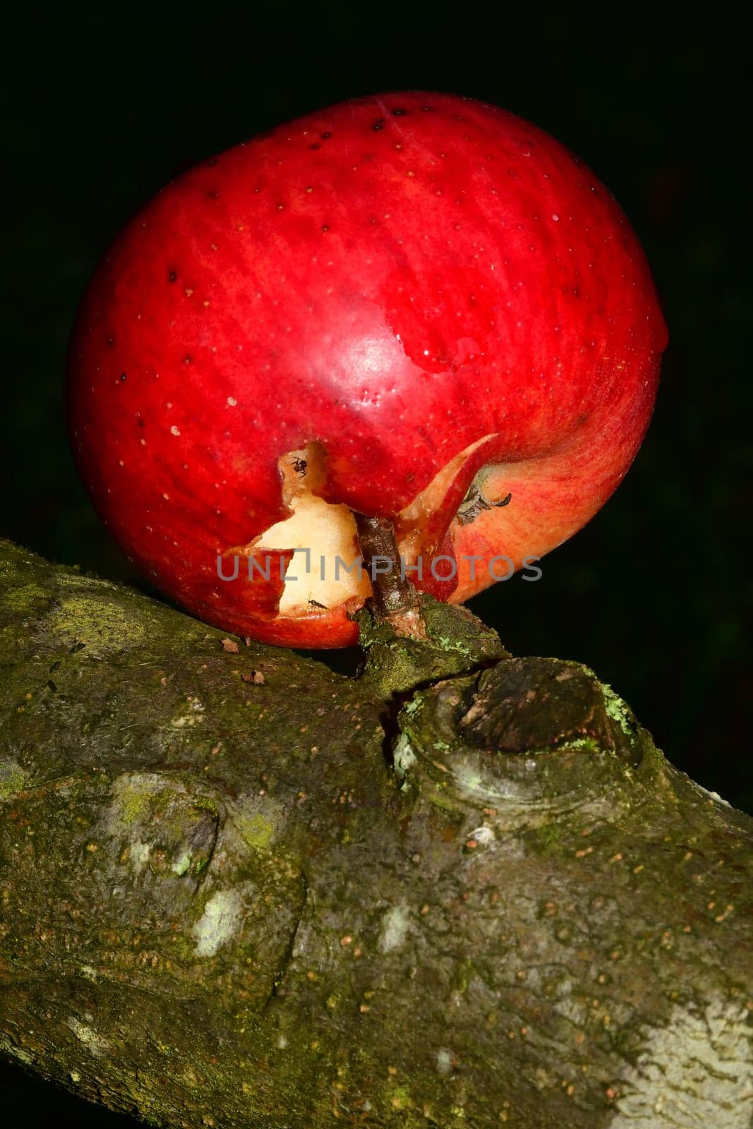 skewered apple on a tree branch in a macro view