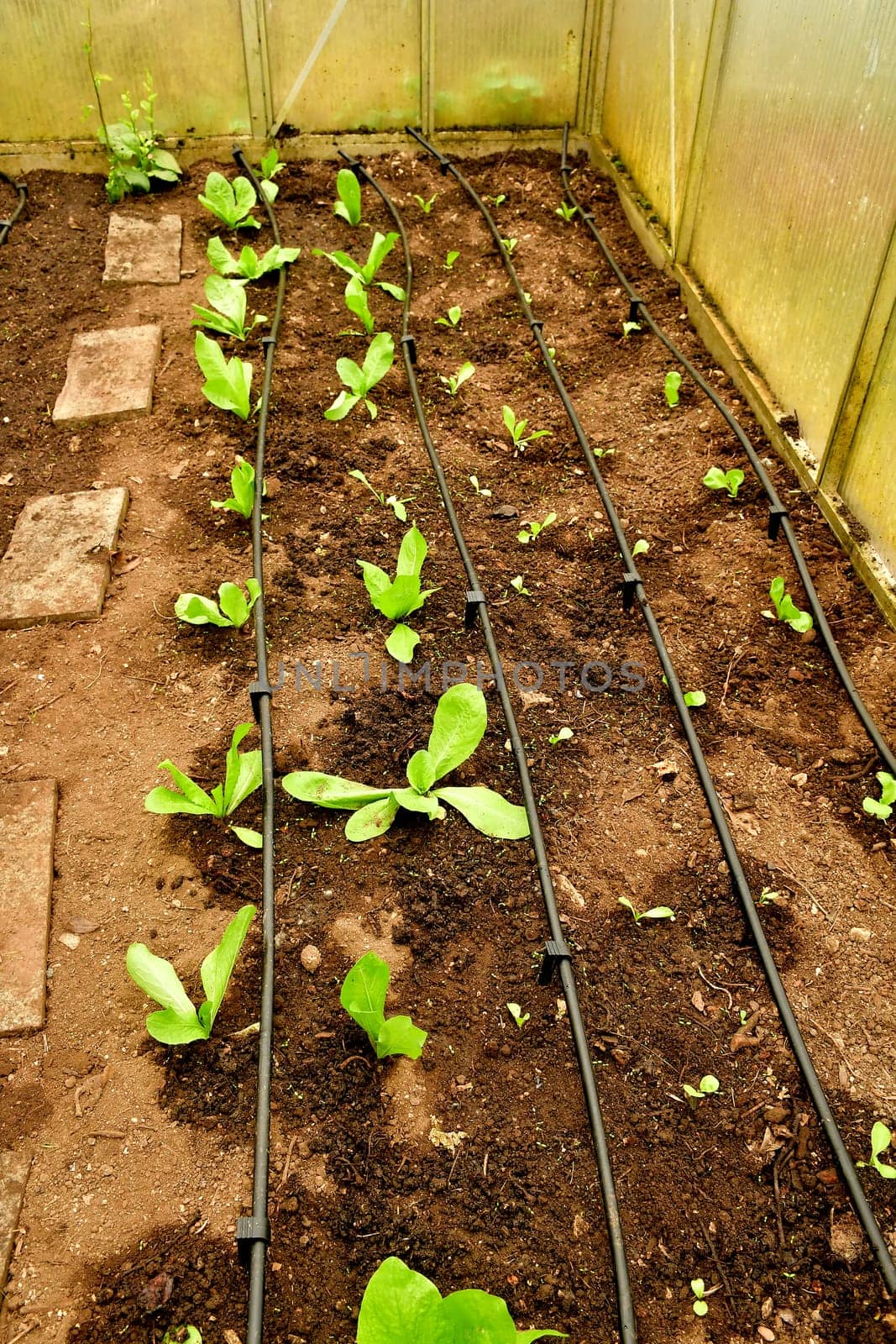 Sugar Loaf salad salad in a greenhouse with irrigation system with drip hose