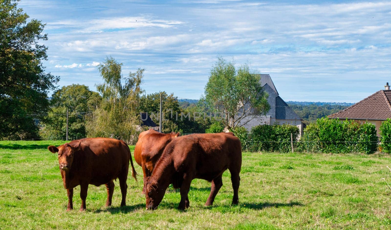 Three cows are grazing in a field. The cows are brown and are eating grass. The field is green and has a peaceful atmosphere
