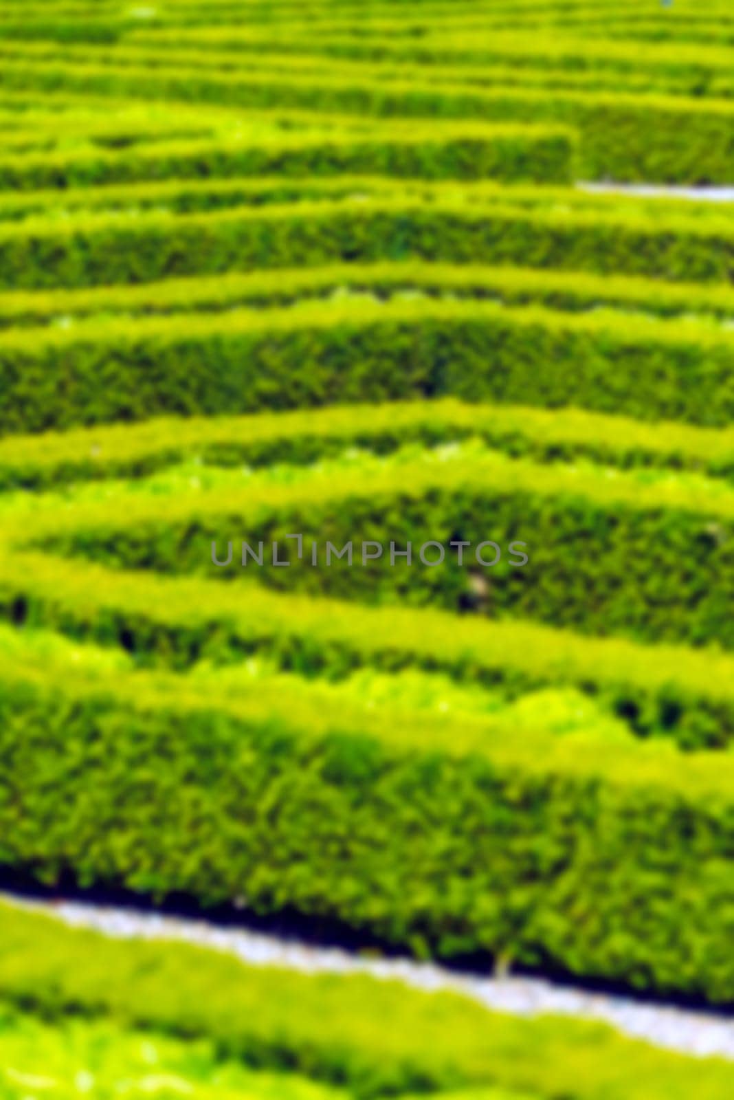 Green hedge labyrinth in french garden. Vertical defocused shot
