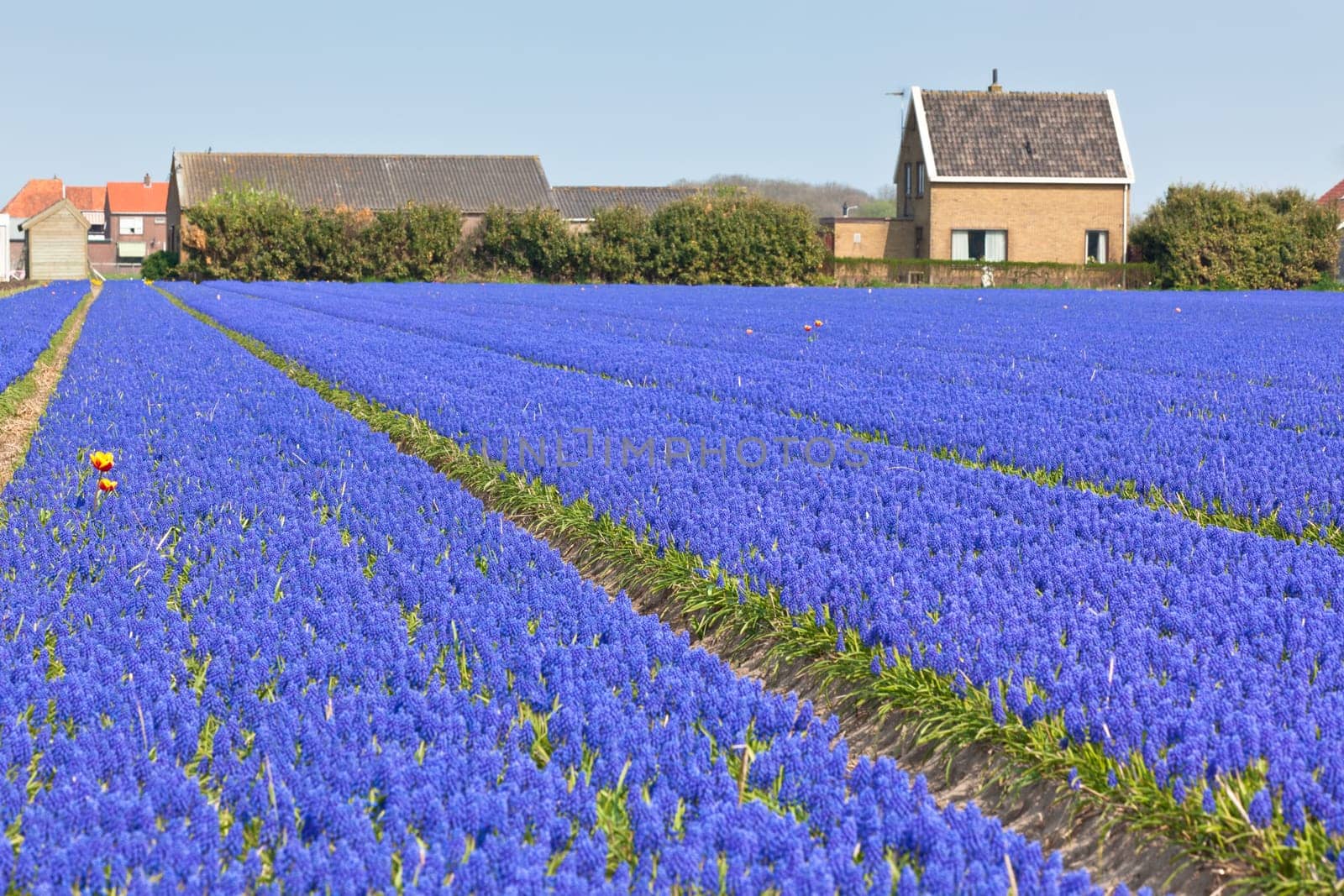 Blue Muscari (hyacinth) field in Holland. Horizontal shot