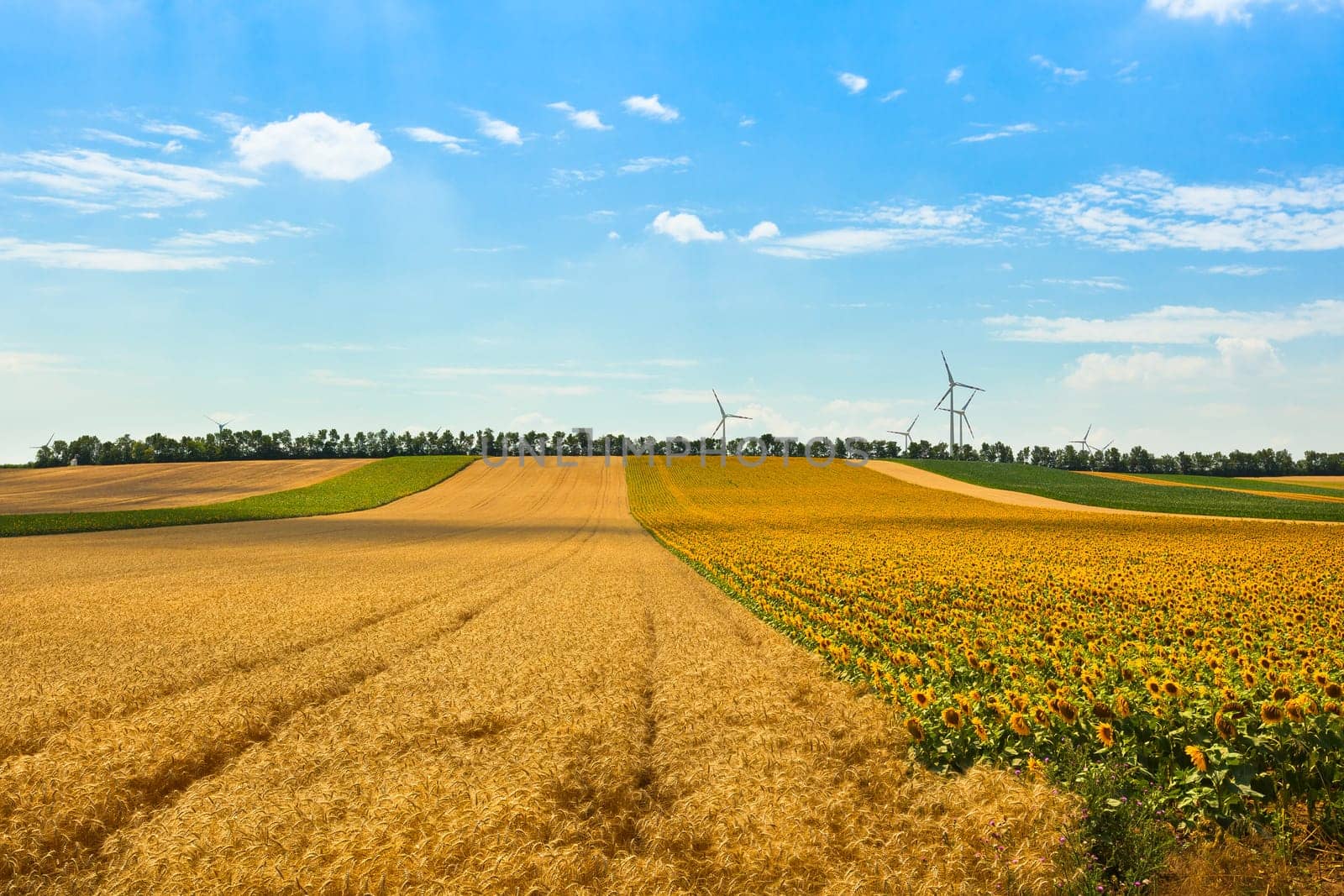 Cereal and Sunflowers Fields view. Filtered shot with a selective focus