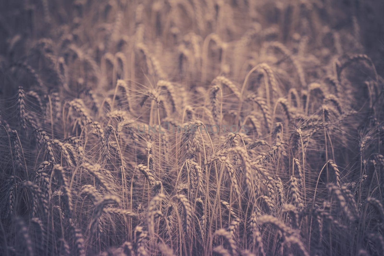 Ripe Cereal field. Shot with a selective focus