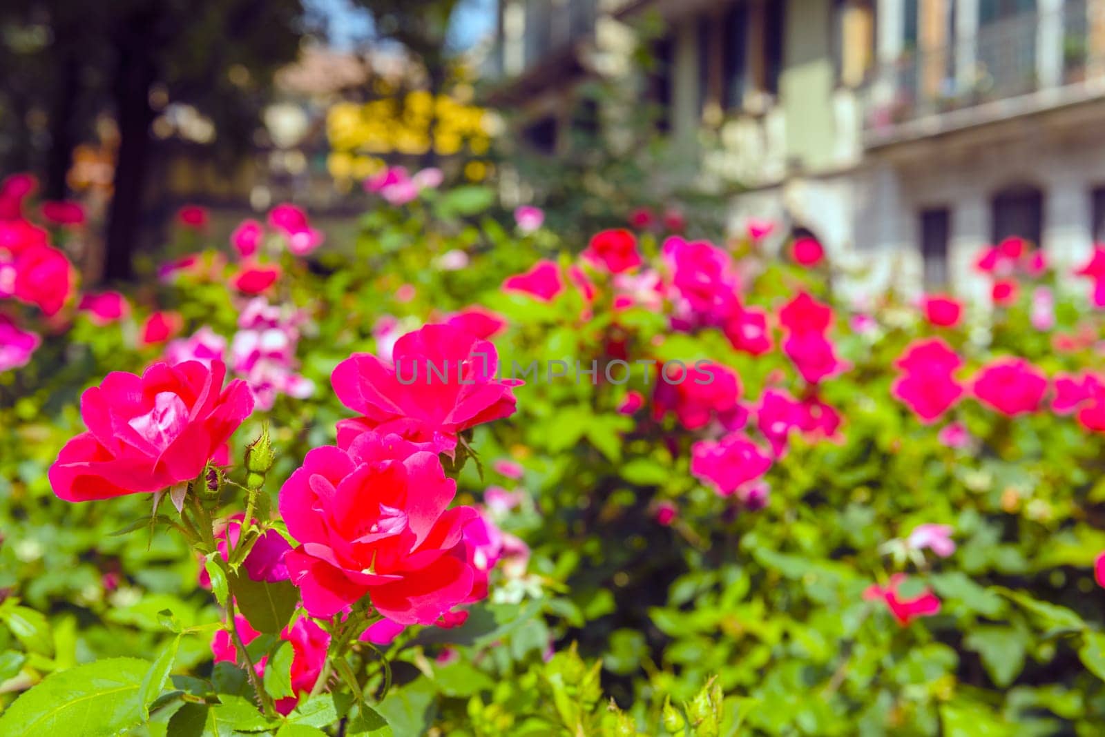 Bush of beautiful roses in a garden. Horizontal shot