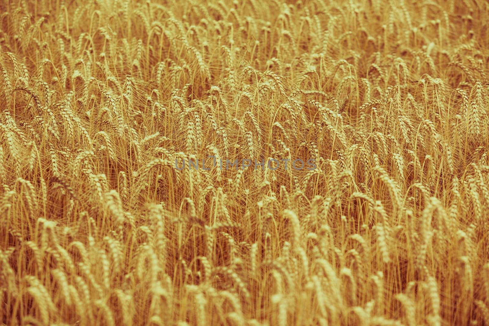 Ripe Cereal field. Shot with a selective focus