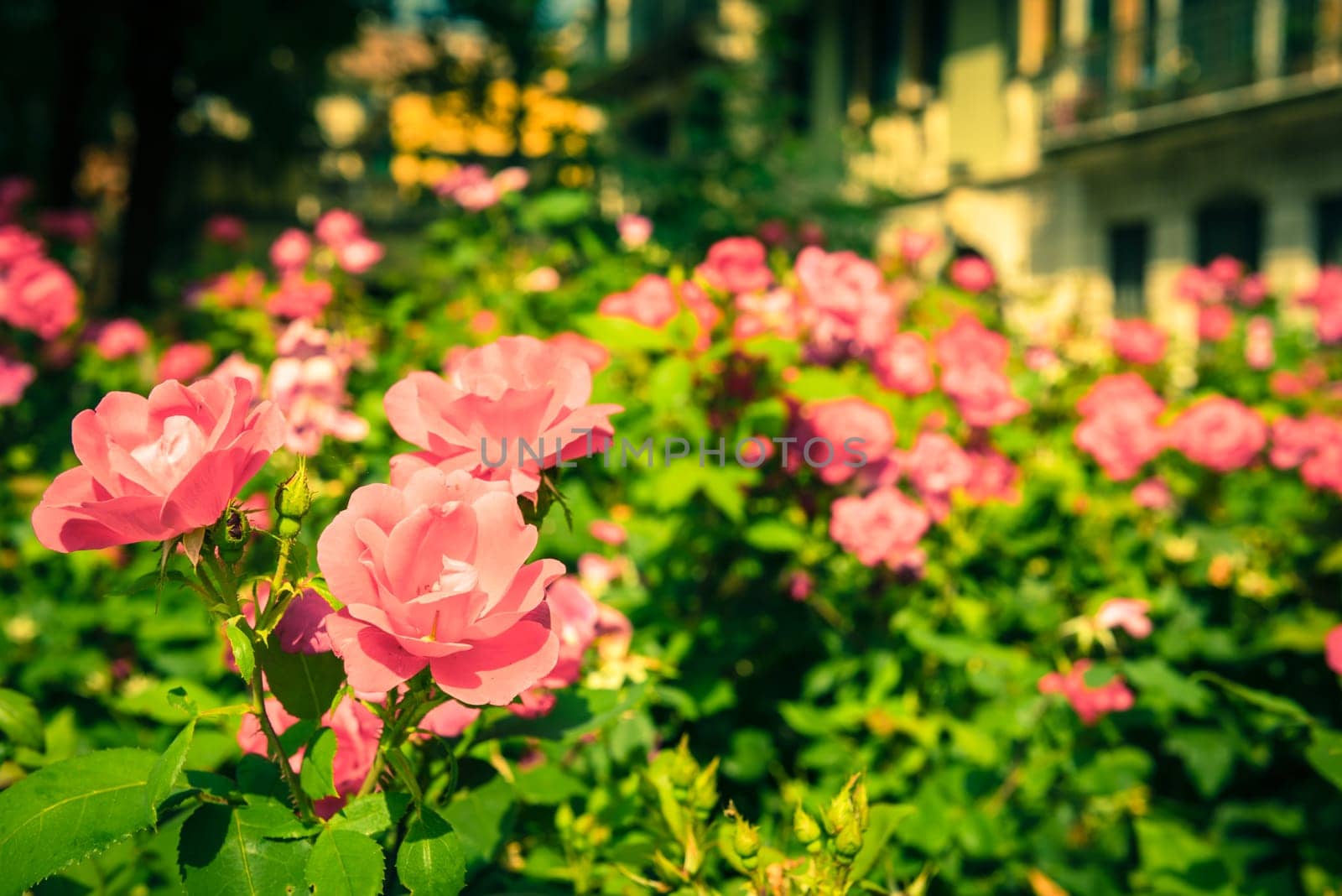 Bush of beautiful roses in a garden. Filtered shot