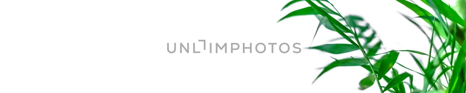 Green potted houseplants home decoration on white background. Home gardening concept. Indoor garden in bright light scandinavian style