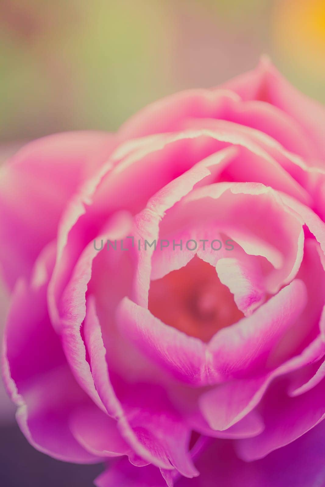 Unique thick bud pink tulip flower close up image in the spring garden. Shallow depth of field