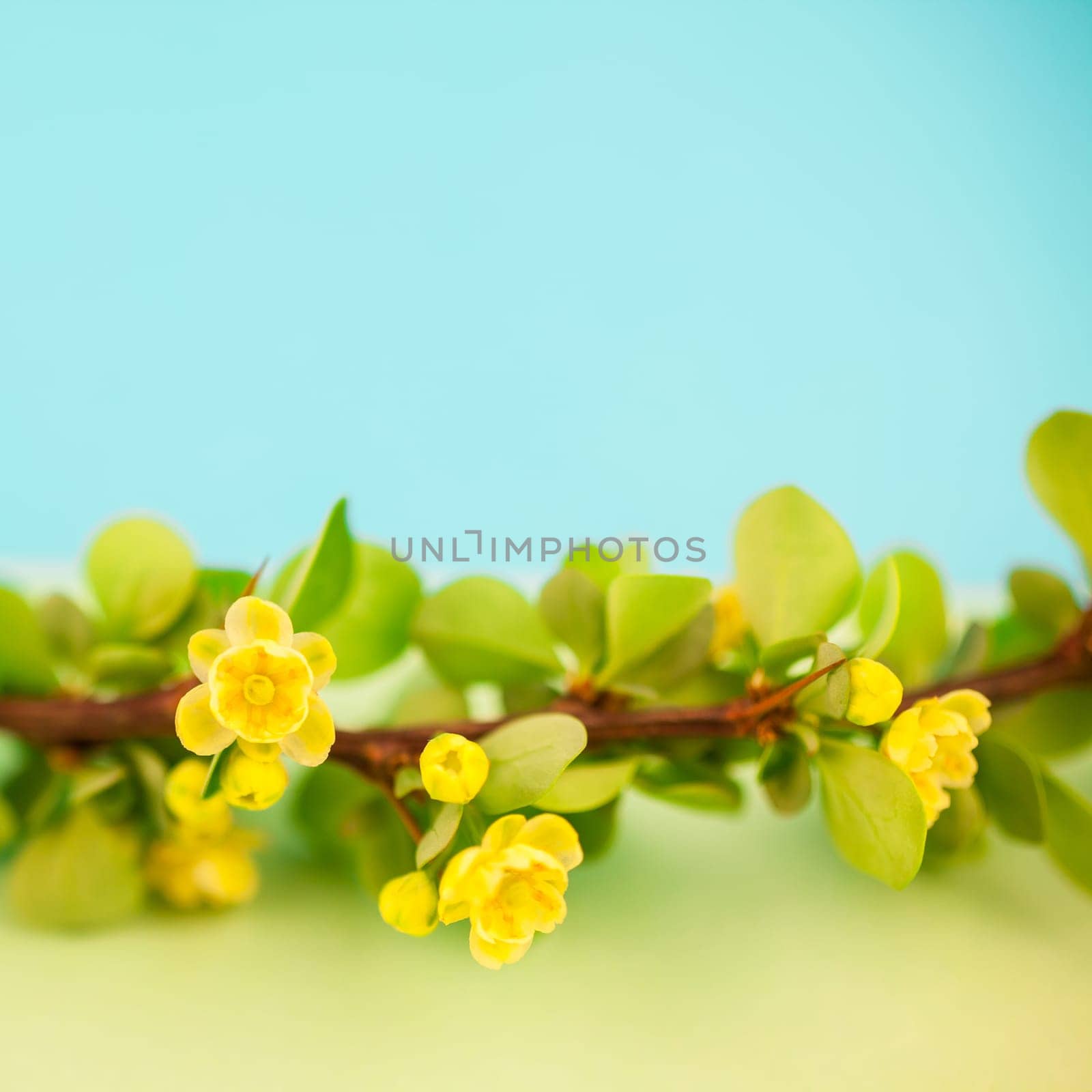 Spring blossoming barberry branch with green leaves, barbs and yellow flowers on square pastel color paper background with copy space in minimal style, template for text or design