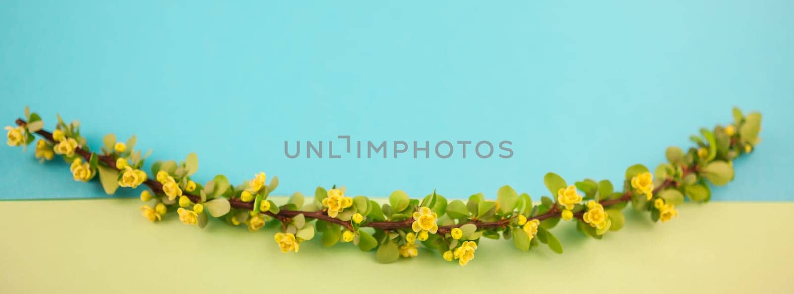 Spring blossoming barberry branch with green leaves, barbs and yellow flowers on pastel color paper background with copy space in minimal style, long wide banner