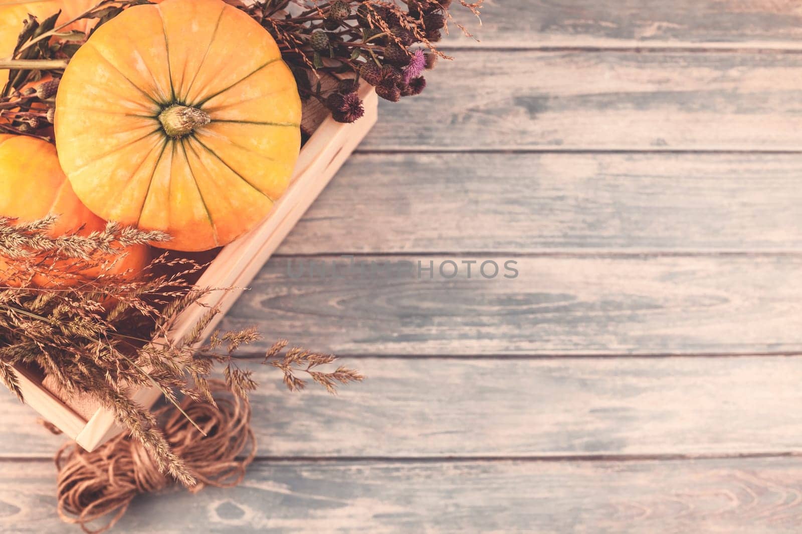 Top view of autumn orange pumpkins and dry flowers and grass in box thanksgiving background over blue toned wooden table with copy space. Template for fall harvest mood text