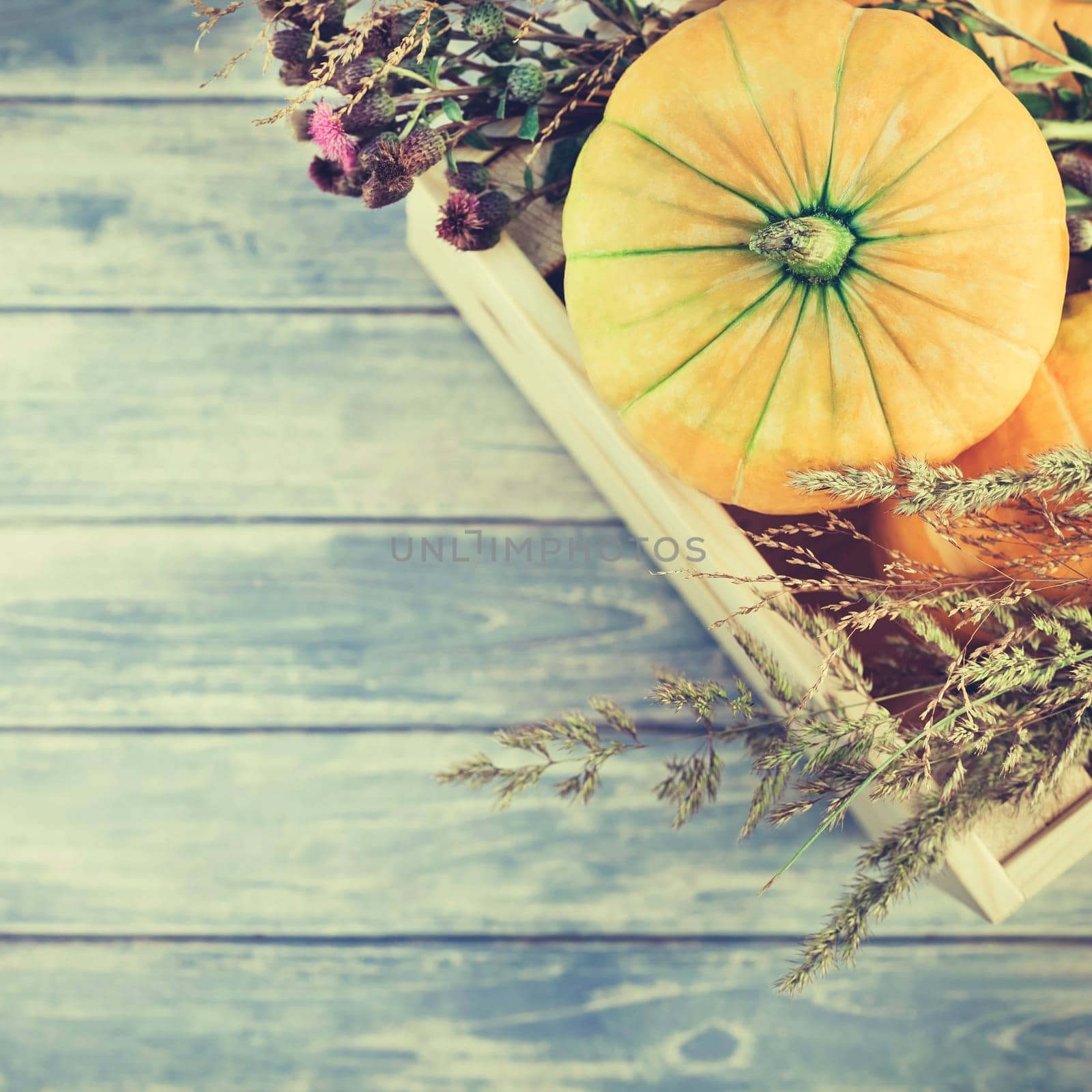 Square Top view of autumn orange pumpkins and dry flowers and grass in box thanksgiving background over blue toned wooden table with copy space. Template for fall harvest mood text