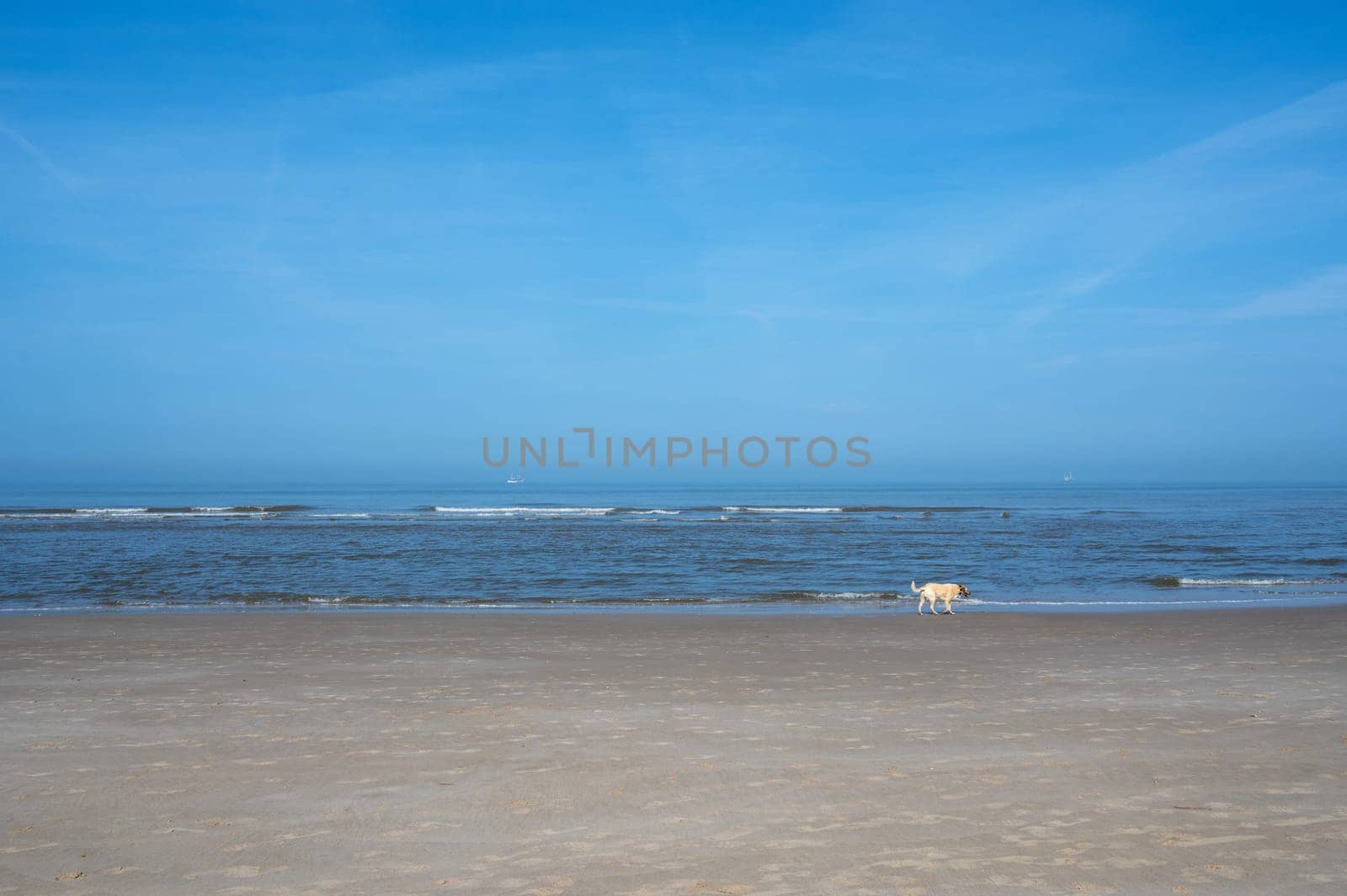 Sandy beach with waves at the sea, a dog running along the beach