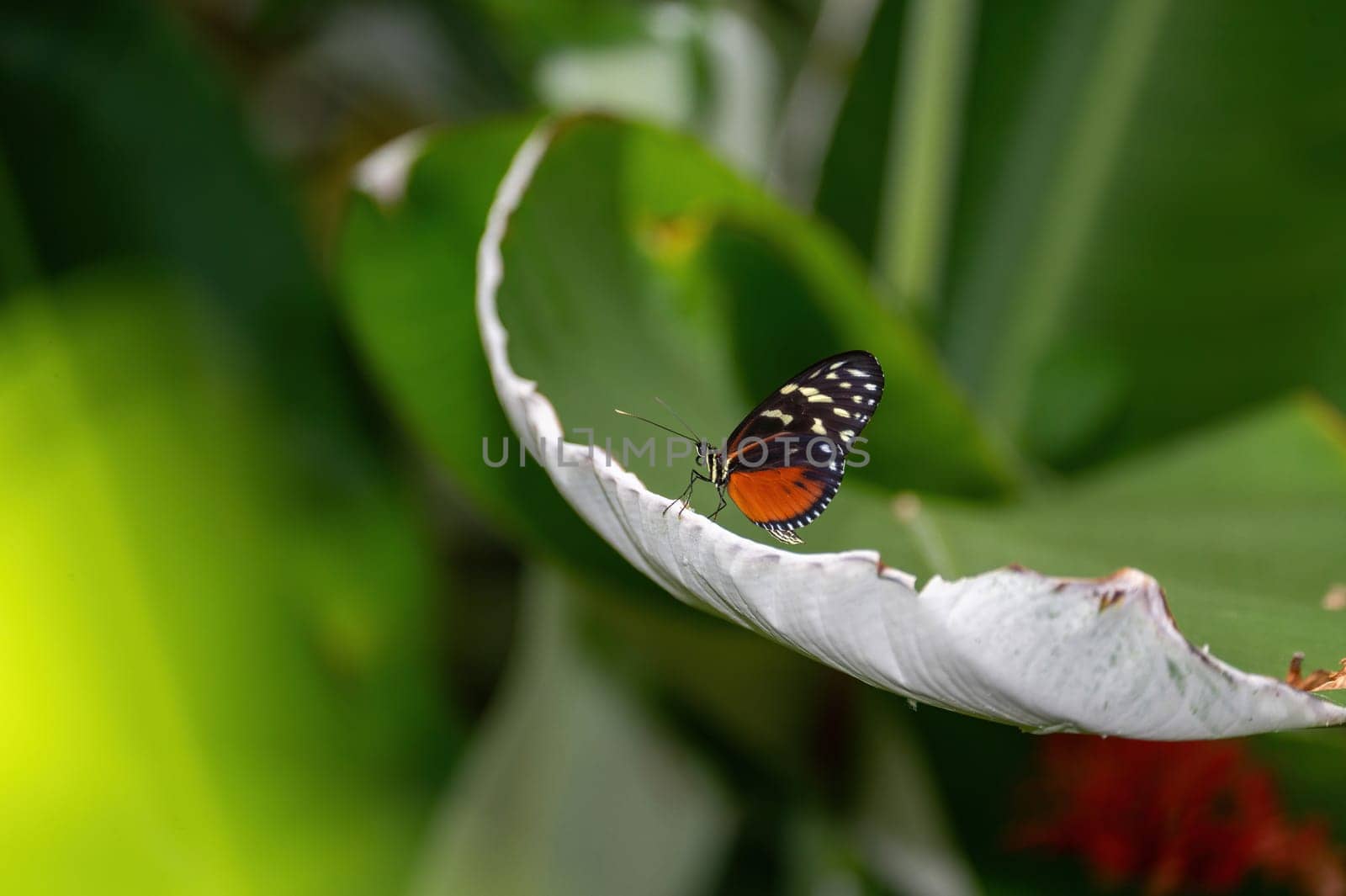 Tiger Passionflower butterfly ( Heliconius hecale ) on a green leaf