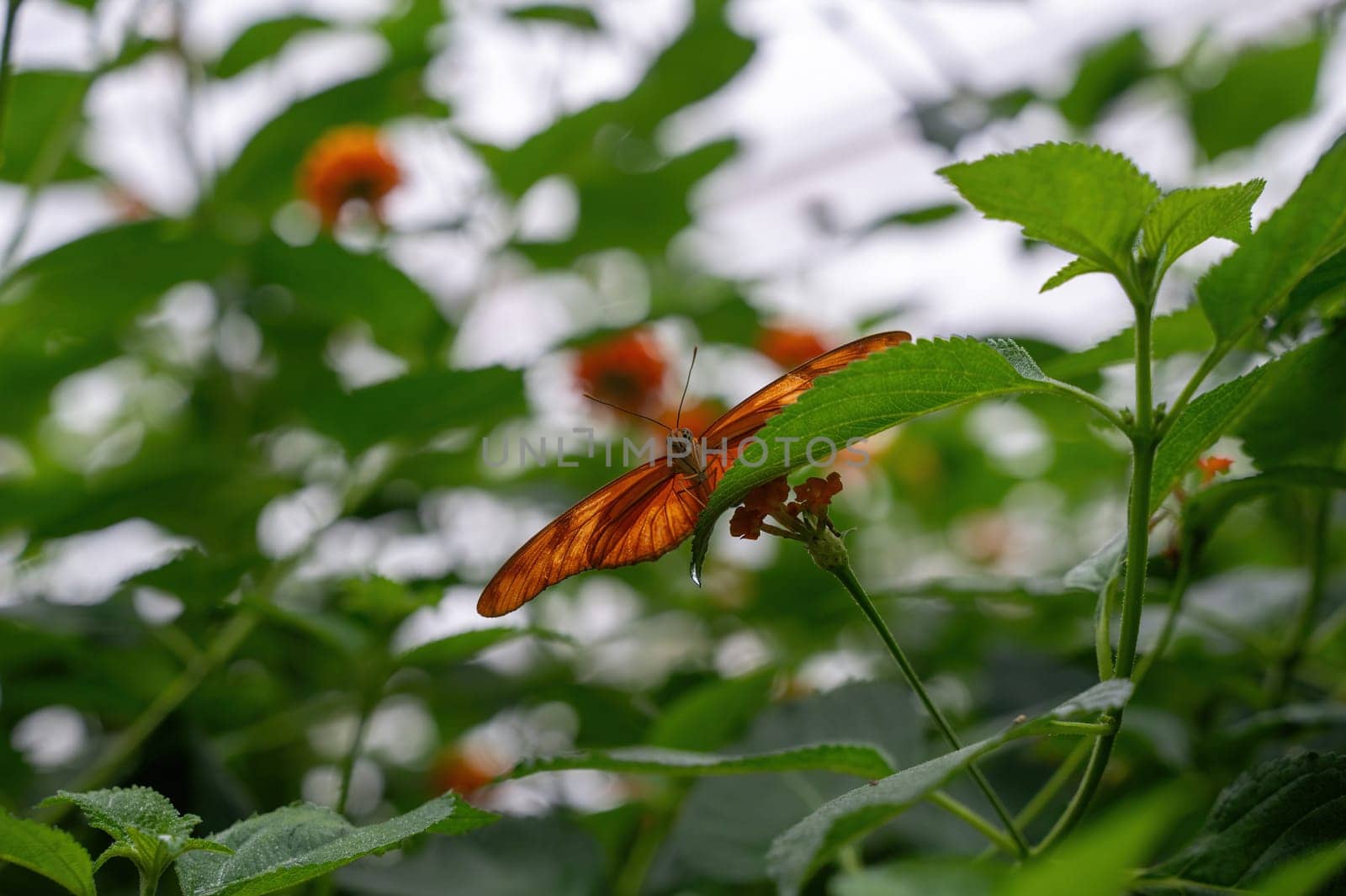 Dryas iulia butterfly on a plant in green nature