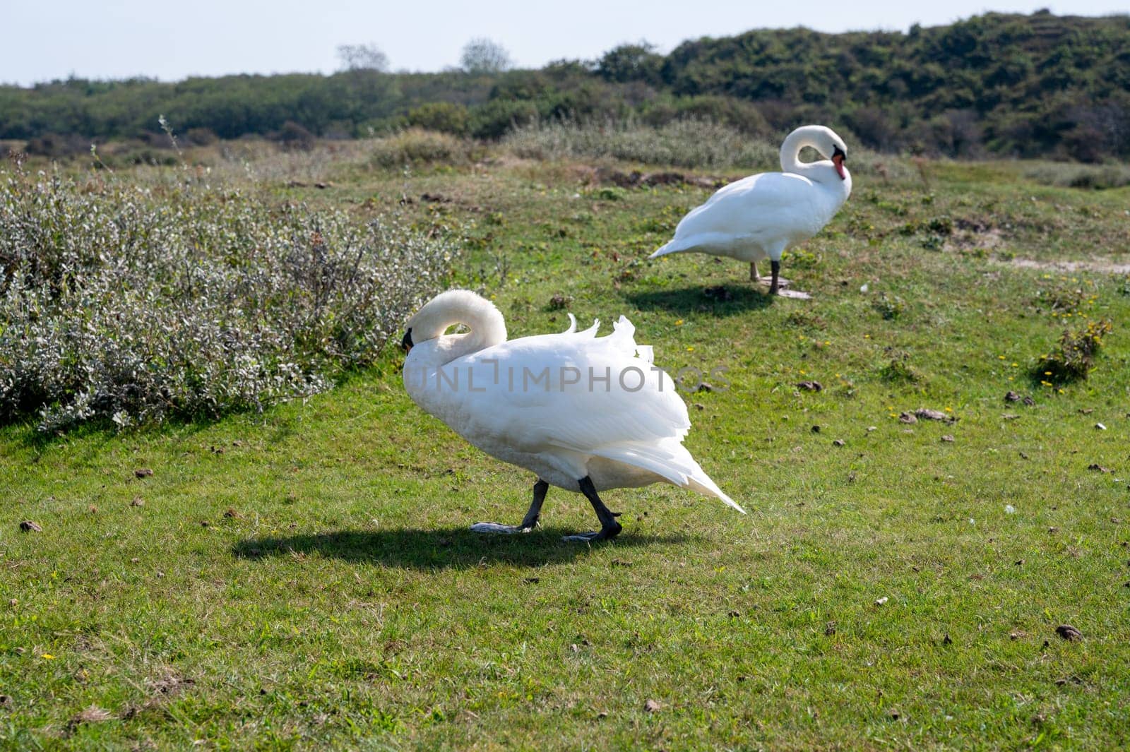 Swans ( Cygnus ) standing in a dune landscape in a nature reserve near Egmond aan Zee in the Netherlands