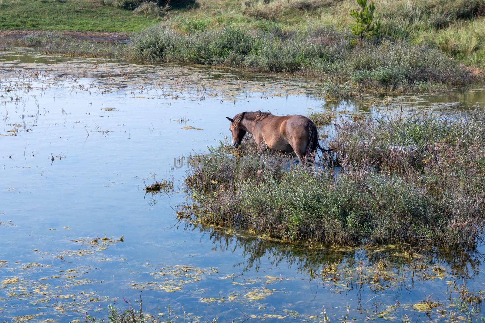 Konik wild horses and Exmoor ponies live in a dune landscape in a nature reserve, for a natural management of the dunes to curb the proliferation of the bushes, near Egmond aan Zee in the Netherlands