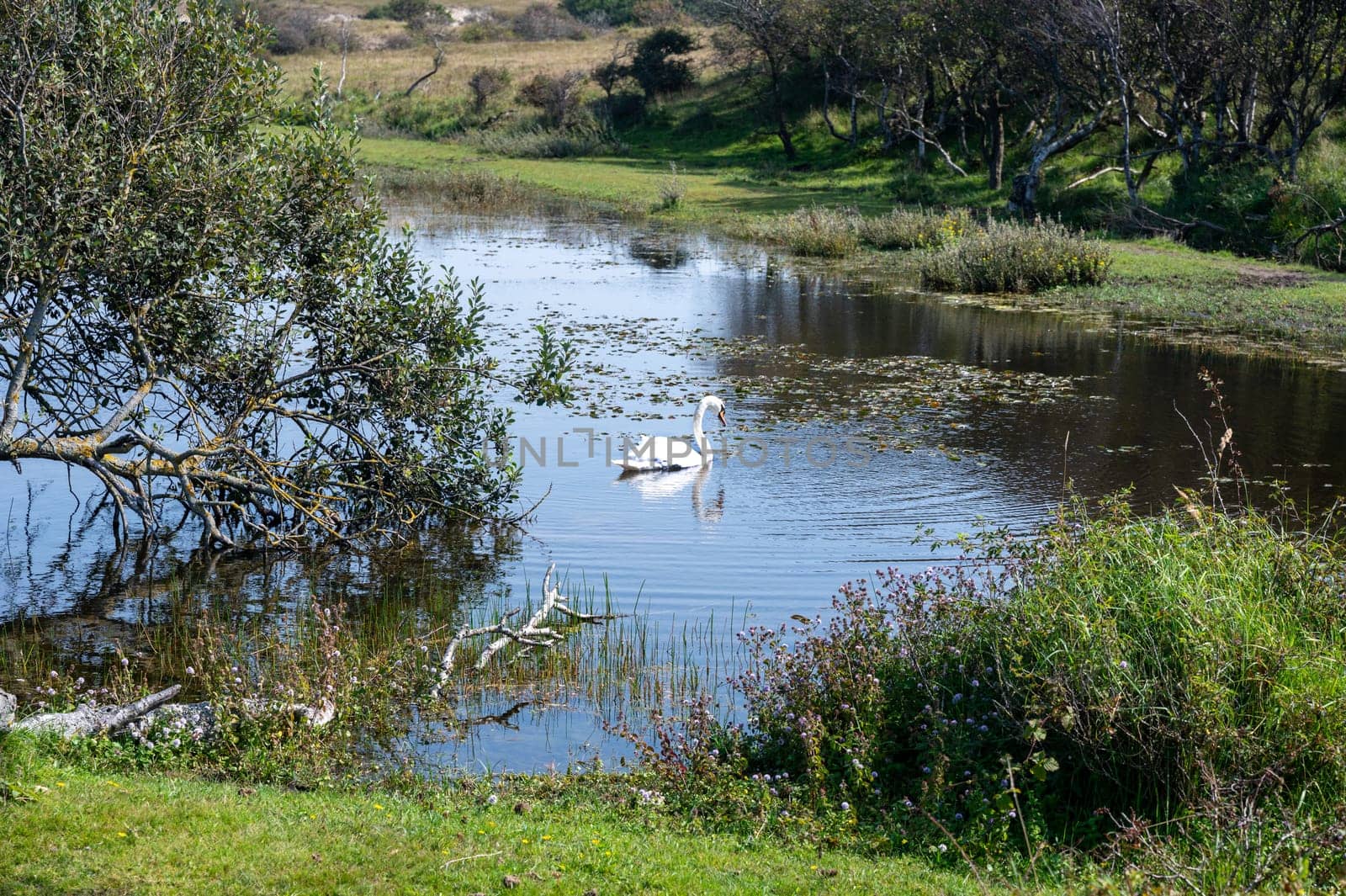 A white swan ( Cygnus ) swims in the water of a small lake in a dune landscape in a nature reserve near Egmond aan Zee in the Netherlands