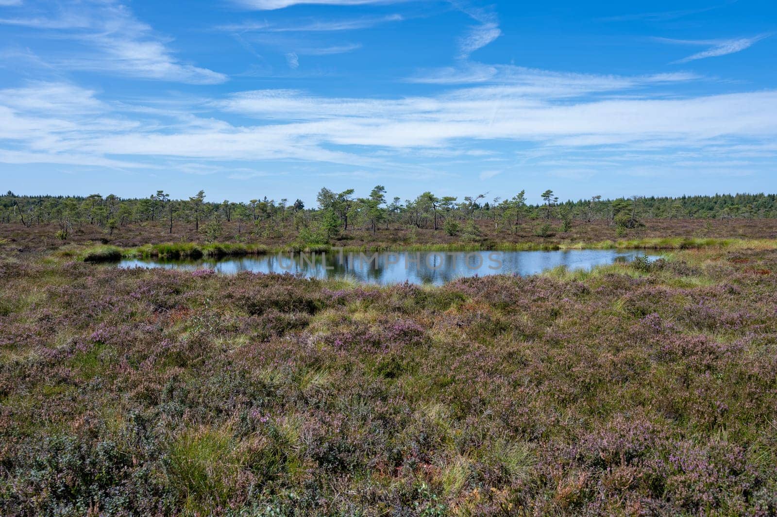 Moor eyes in the black moor with broom heather in the high Rhoen, Bavaria, Germany