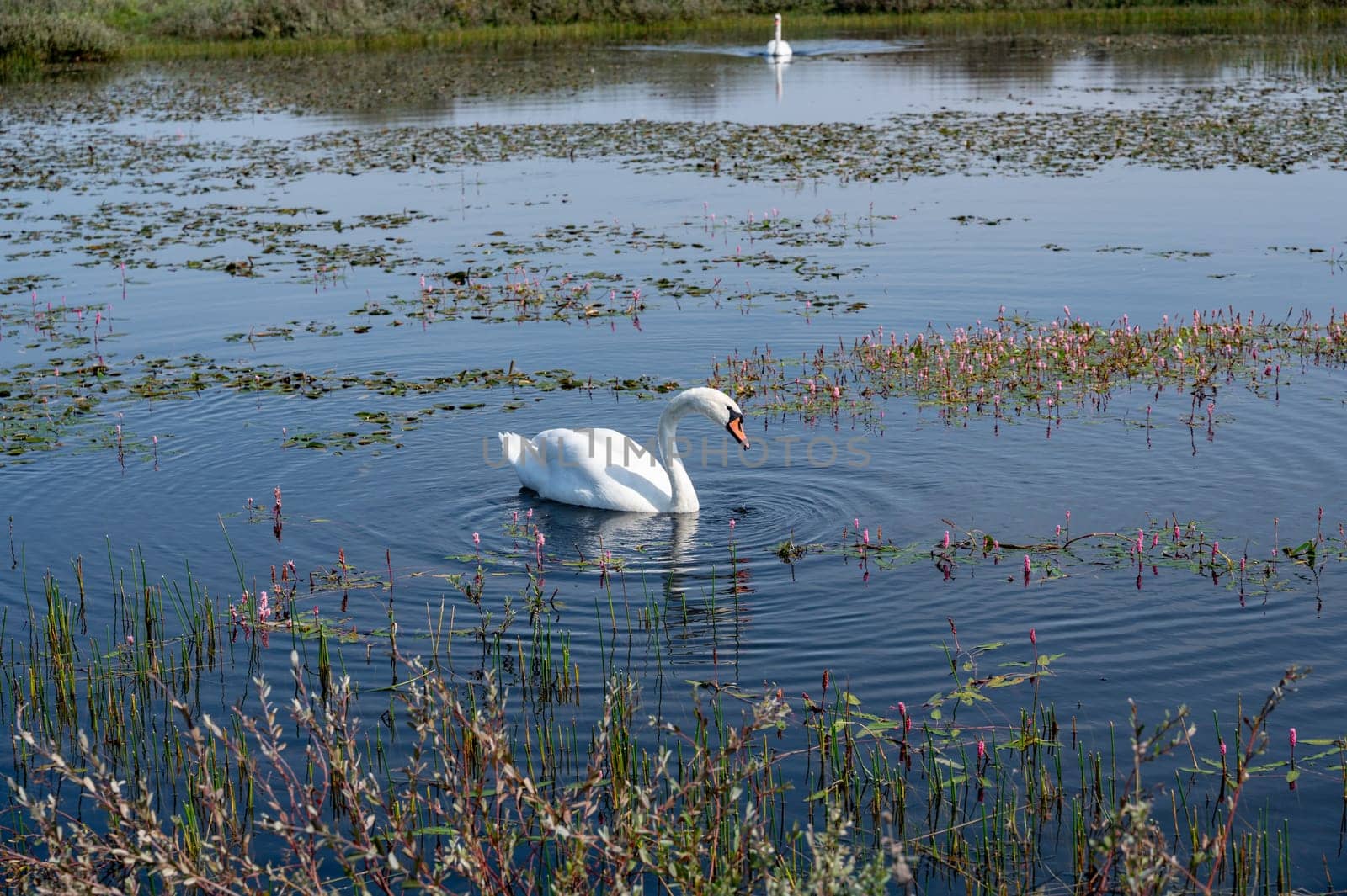 A white swan ( Cygnus ) swims in the water of a small lake in a dune landscape in a nature reserve near Egmond aan Zee in the Netherlands