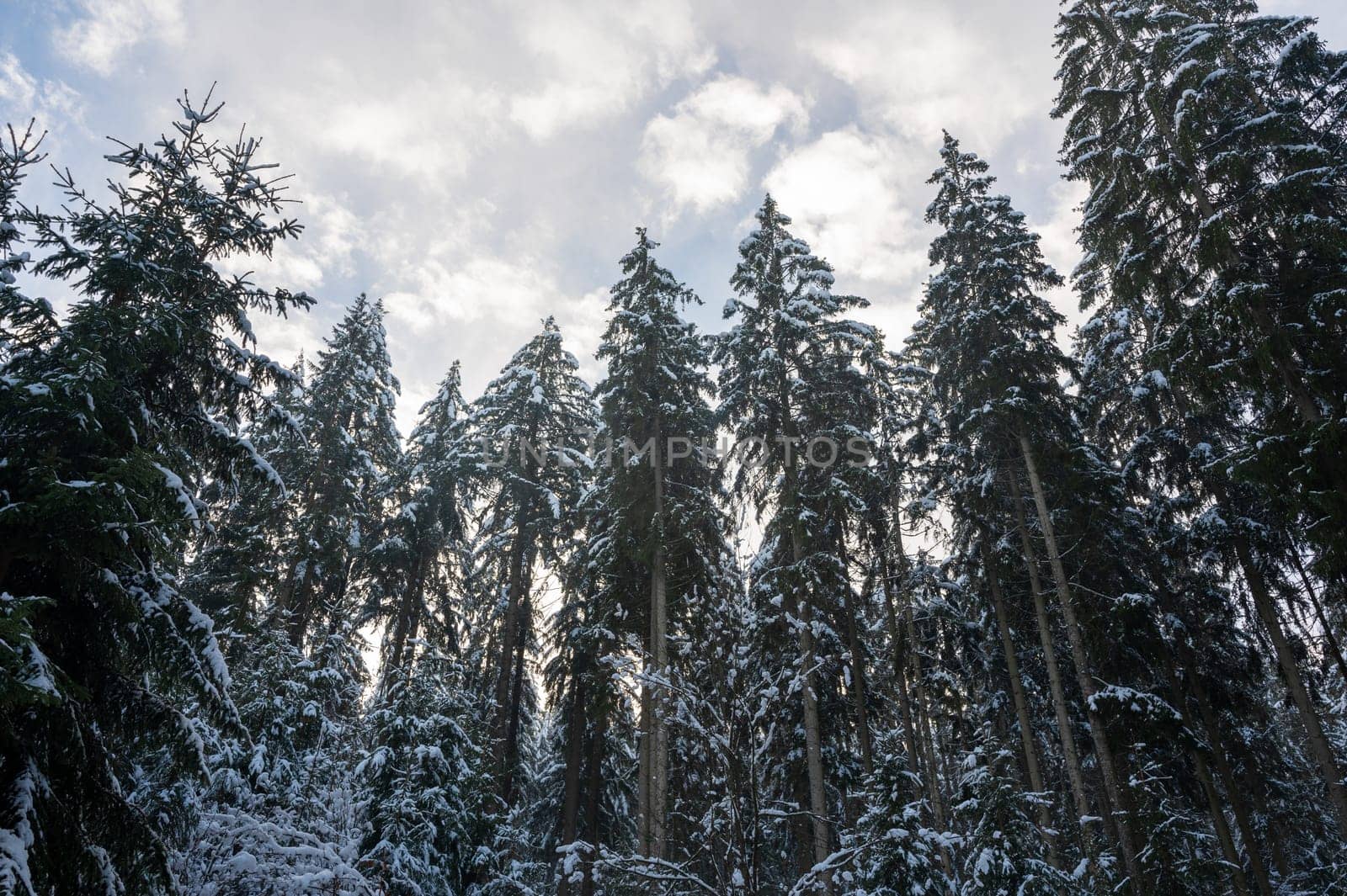 Snow covered fir trees in a forest with blue sky in winter time
