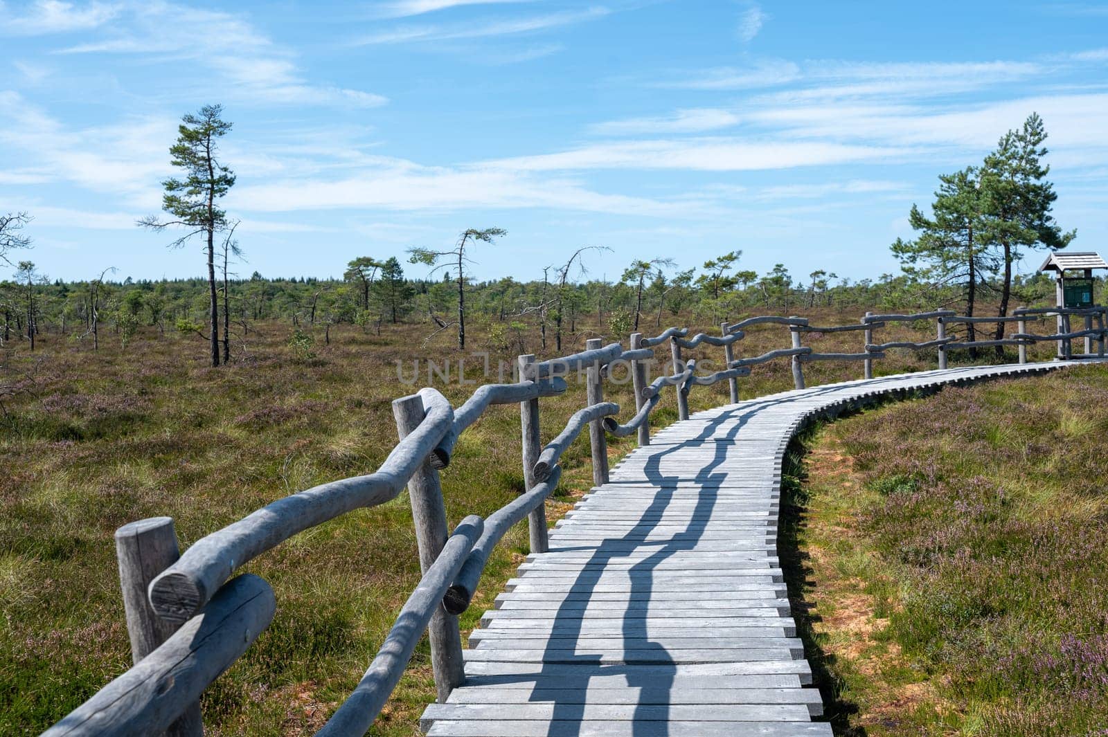 Black moor in the Rhoen, Bavaria, Germany, in summer  with Heather and  a new moor path