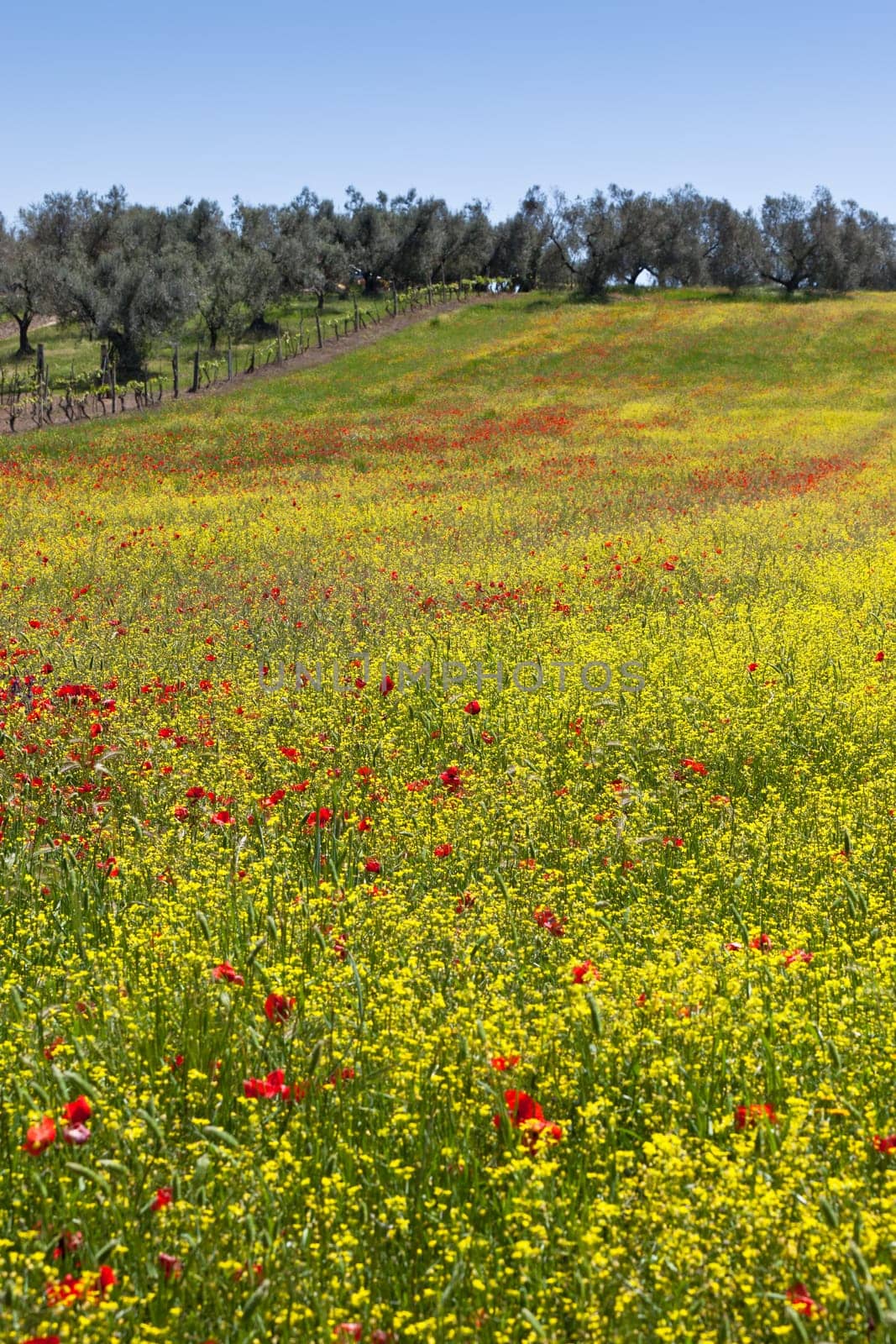 Cereal and poppies meadow in sunny day. Vertical shot
