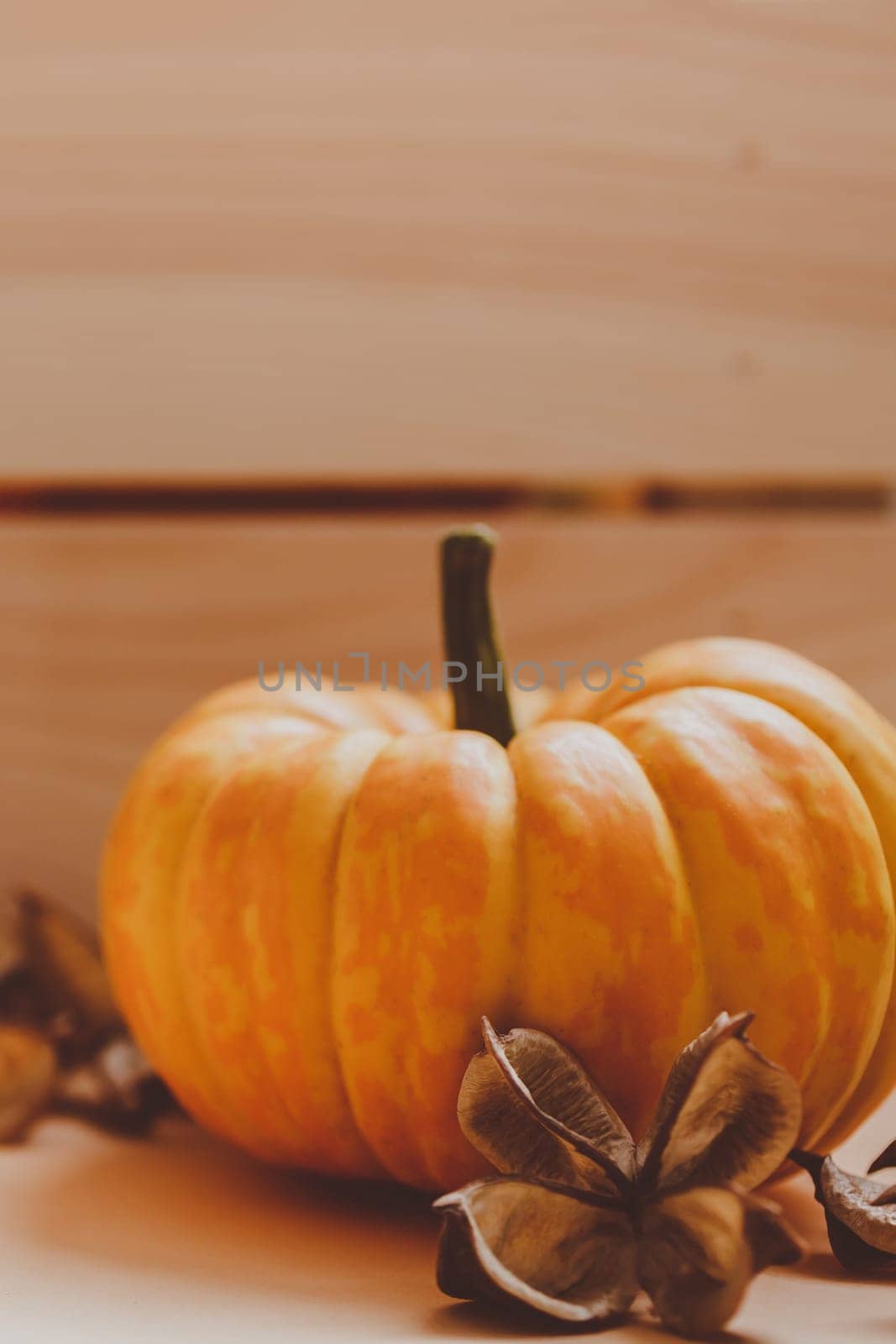 Autumn orange pumpkins thanksgiving halloween background wooden box with copy space. Template for fall harvest mood text