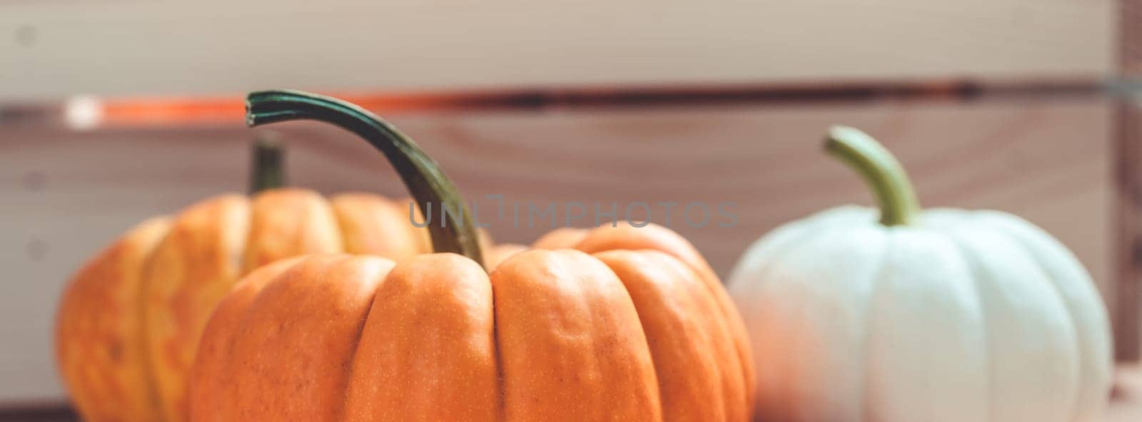 Autumn orange and white pumpkins thanksgiving halloween background wooden box with copy space. Template for fall harvest mood text. Long wide banner