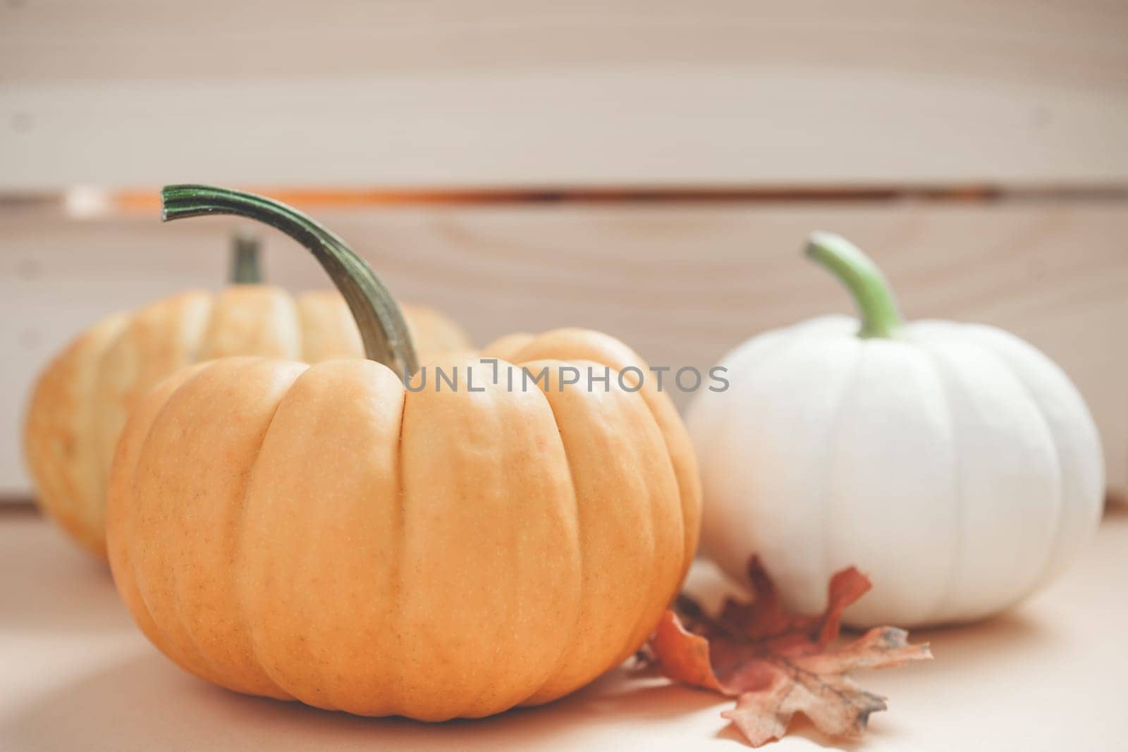 Autumn orange and white pumpkins thanksgiving halloween background wooden box with copy space. Template for fall harvest mood text