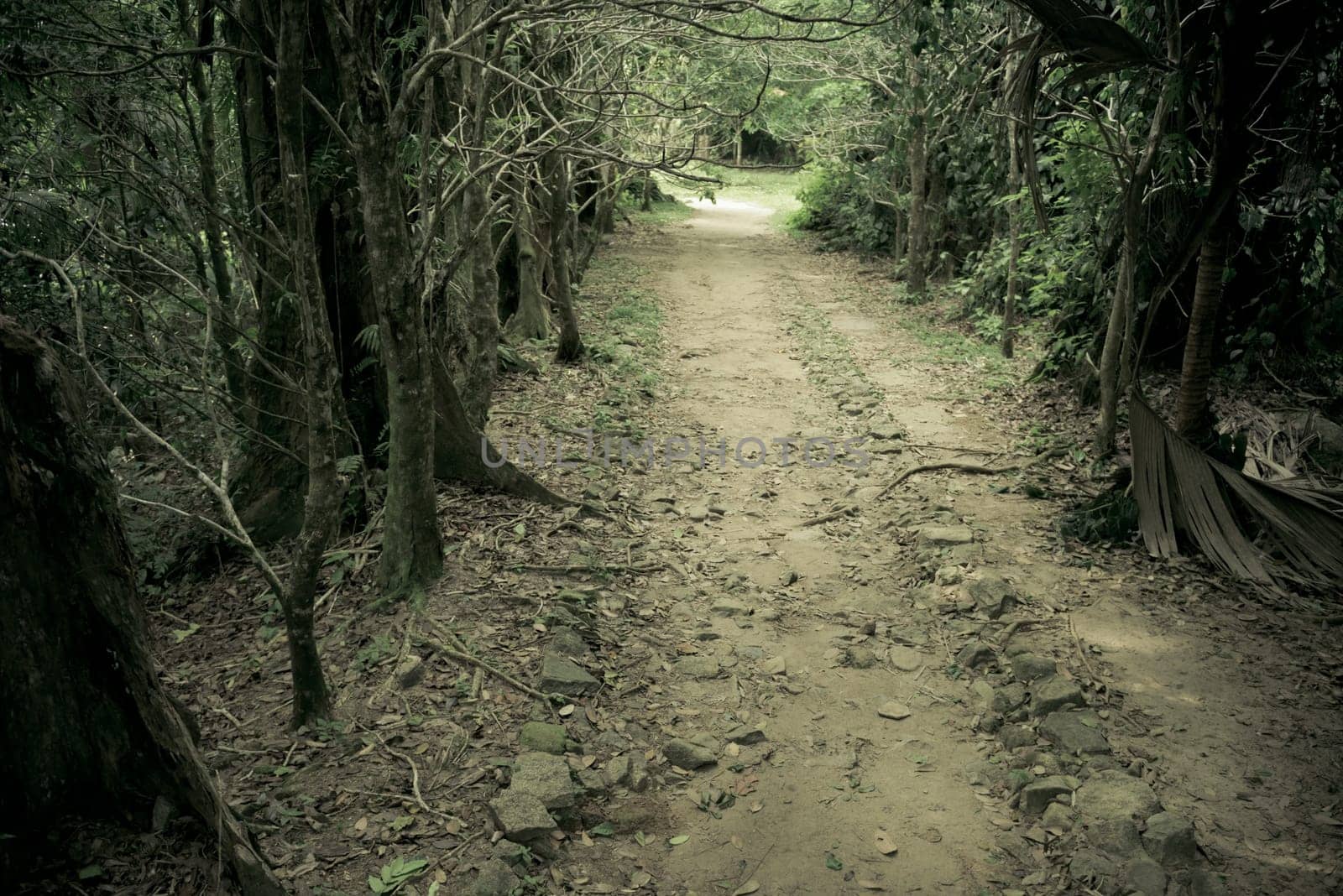 Mystery path throw the woods. Tropical forest tunnel
