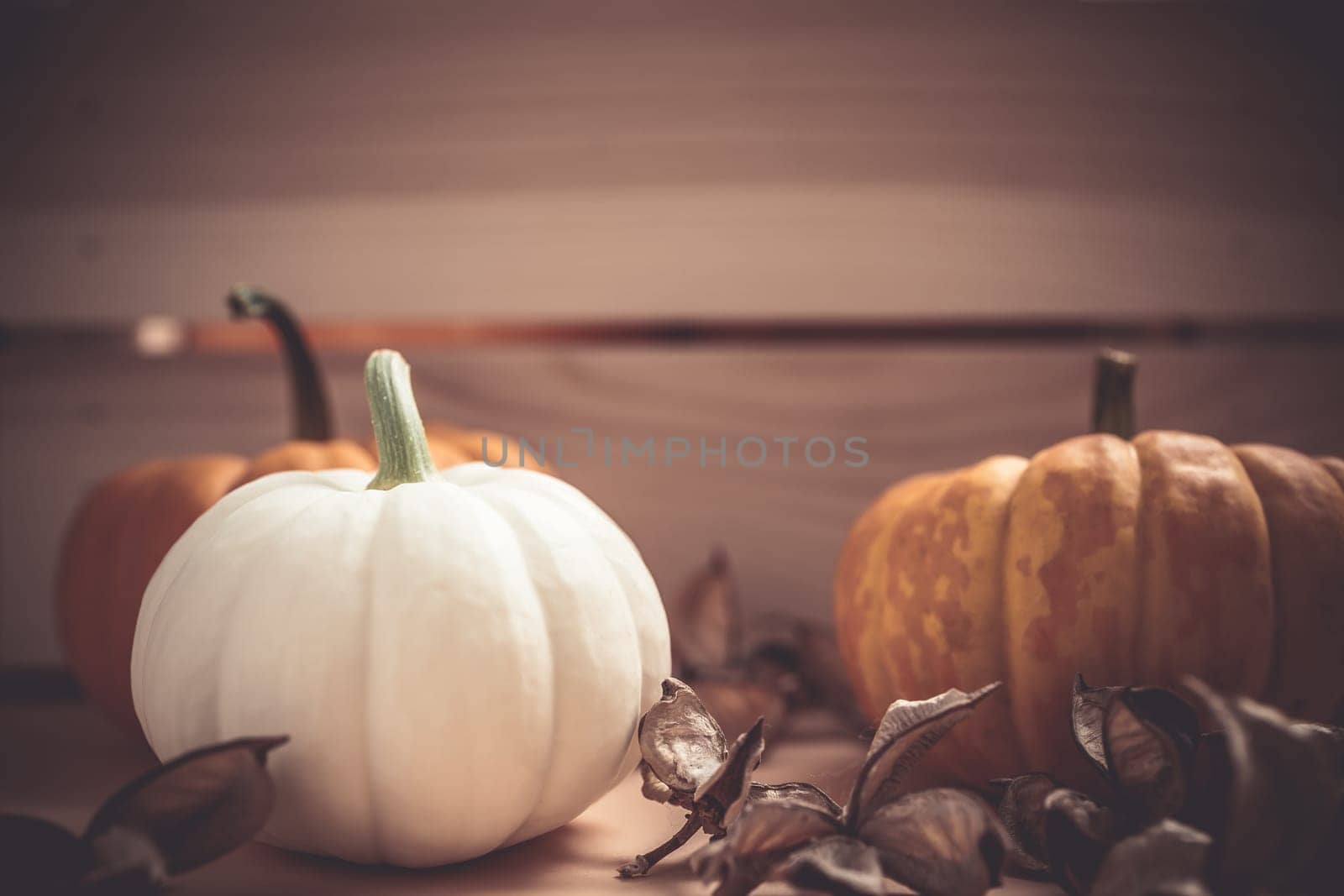 Autumn orange and white pumpkins thanksgiving halloween background wooden box with copy space. Template for fall harvest mood text