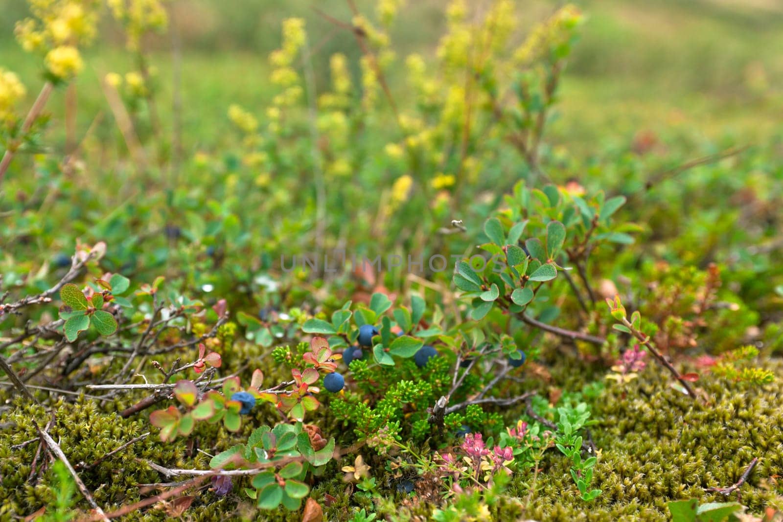 Bush of a ripe blueberry in the summer closeup