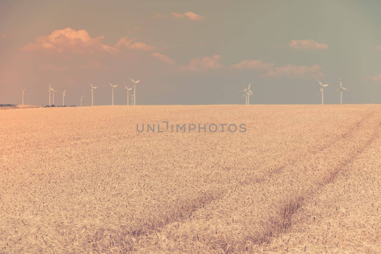 Ripe Cereal field. Filtered Shot with a selective focus